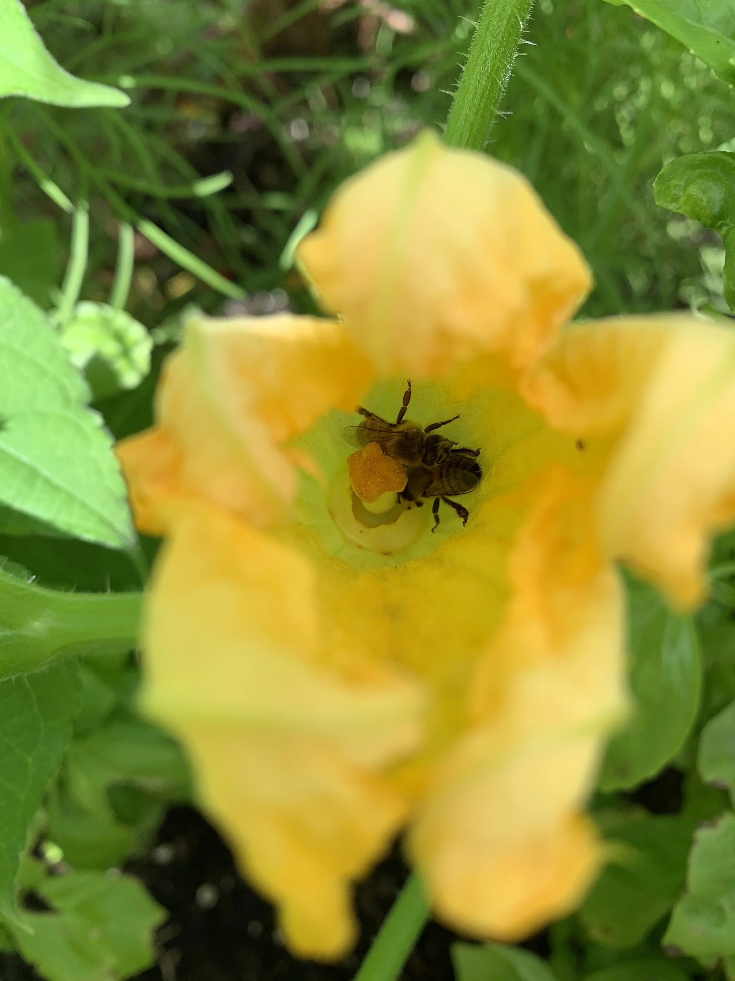 The Garden in August
