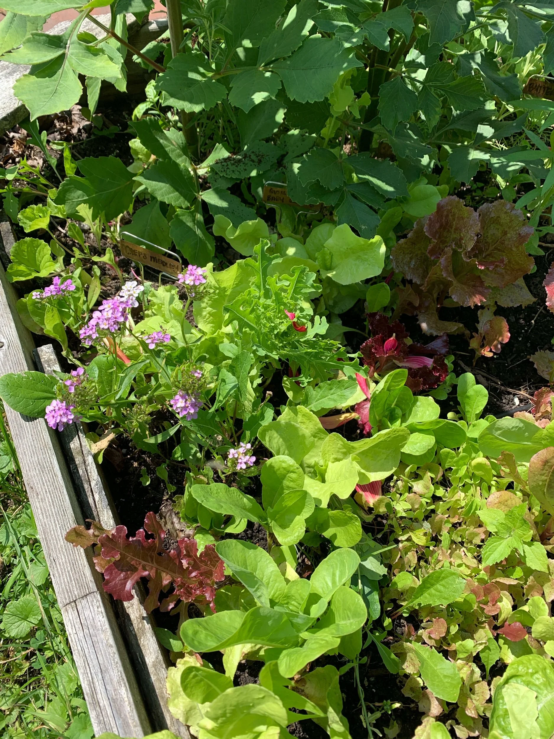 The Garden in February