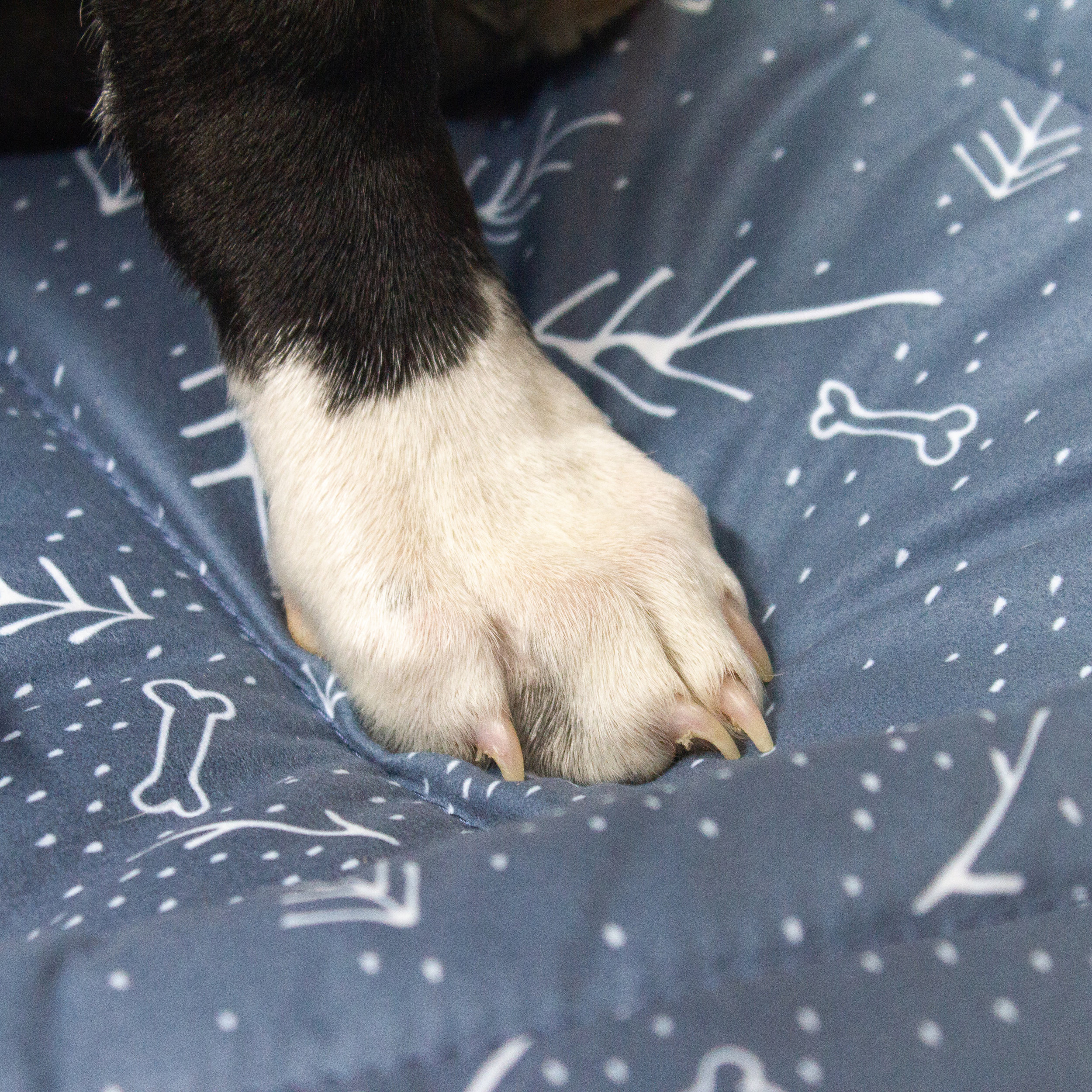 Spruce_Feature_MemoryFoam.jpg