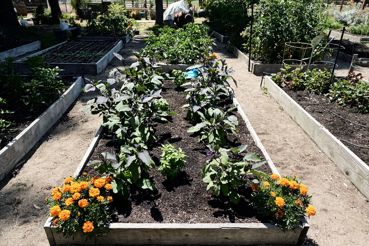 Volunteer for Acta Non Verba's Community Farm Day