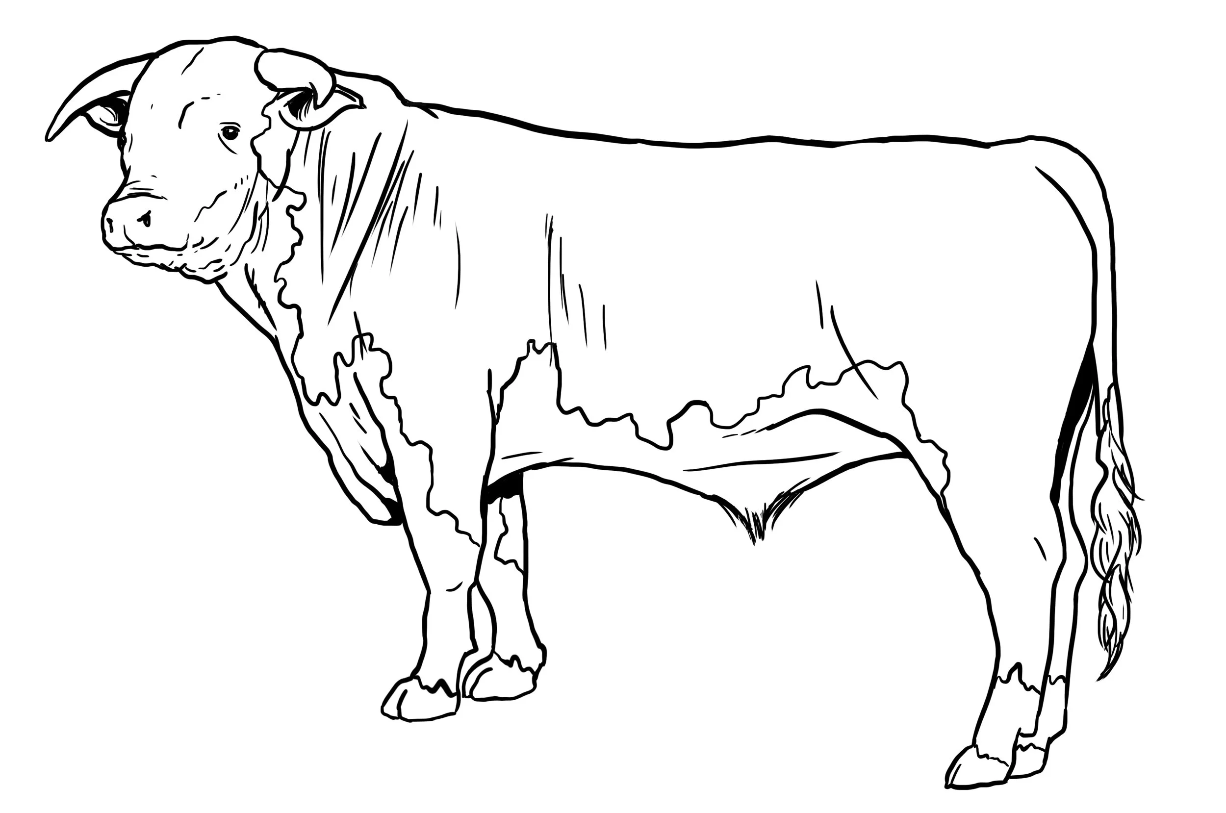 HEREFORD COW.jpg