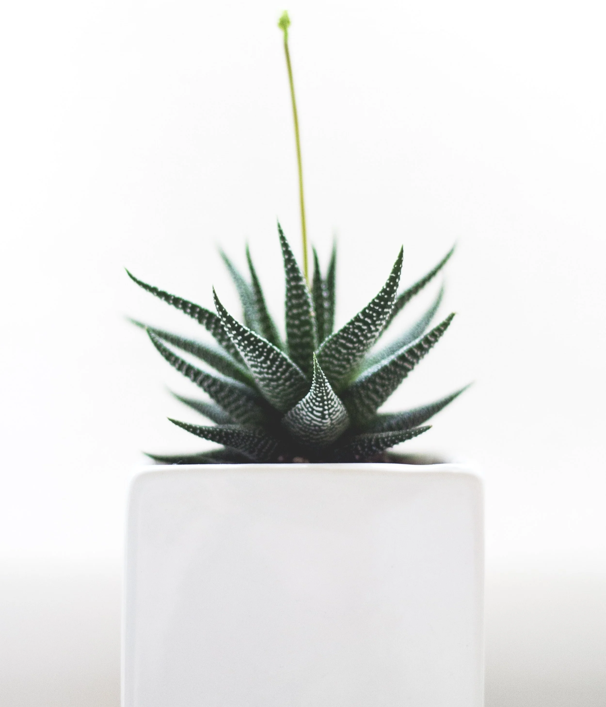 cactusplantwithgrowingflower.jpg