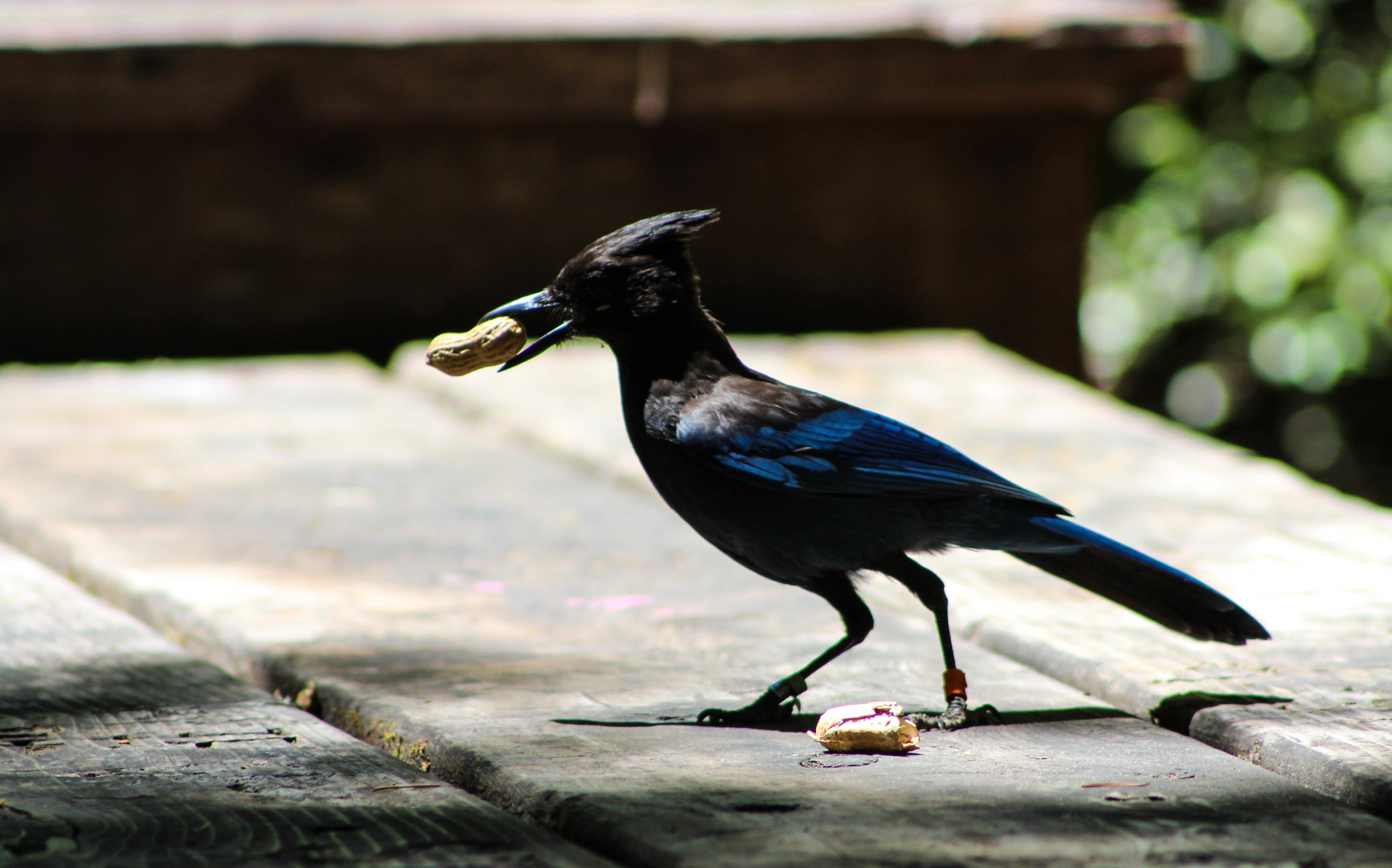 Jay Food