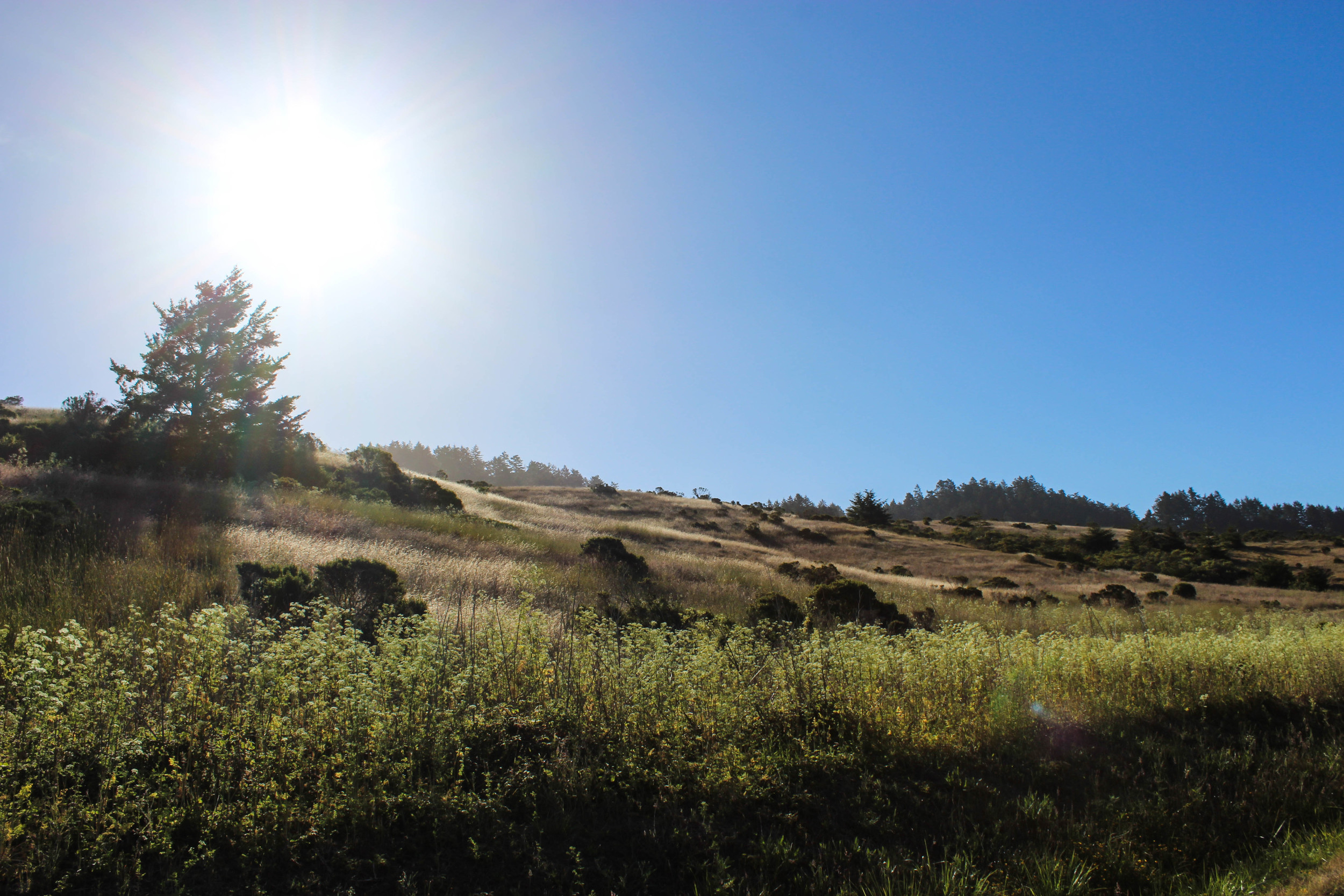 Coastal Habitat