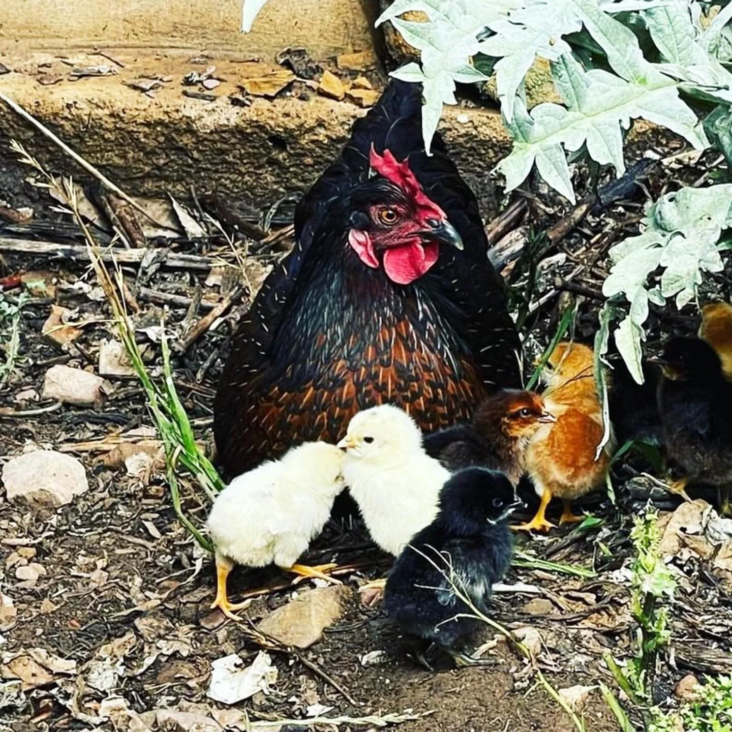 New little chicks and roosters born on the farm - ready to wake you up in the morning! 🐔 🌞 

@fromthepaddockmarket 

#riseandshine #caperteecoffee #fromthepaddock #farmmarket #farmshop #caperteevalley #coffeebrand #coffeebranding #branddesign #logo