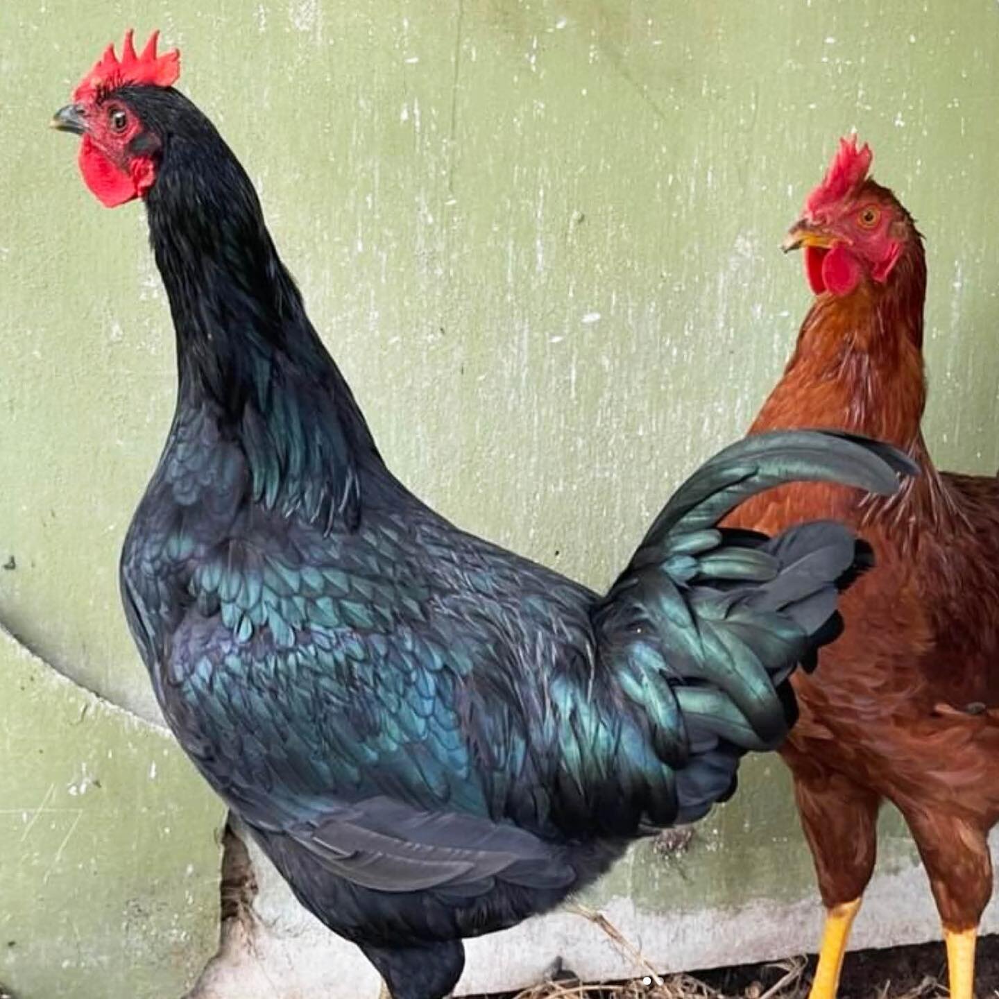 Then they grew&hellip;into handsome roosters&hellip;.with the names &lsquo;Capertee&rsquo; and &lsquo;Coffee&rsquo;. 

@fromthepaddockmarket 

#riseandshine #caperteecoffee #fromthepaddock #farmmarket #farmshop #caperteevalley #coffeebrand #coffeebra