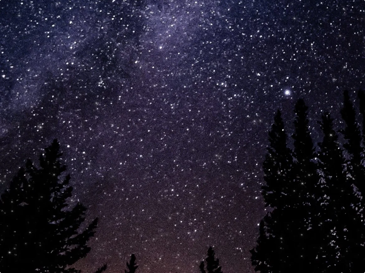 Stars Treeline Still.jpeg