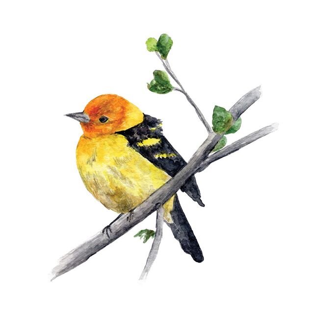 As requested by my friend Alex, I&rsquo;m sharing the little yellow bird next! And check stories to see the final Wyoming-themed Quarantine card created with @xowyopaper 🎉 &bull;
&bull;
&bull;
&bull;
&bull;
&bull;
&bull;
&bull;
#yellowbird #jacksonh