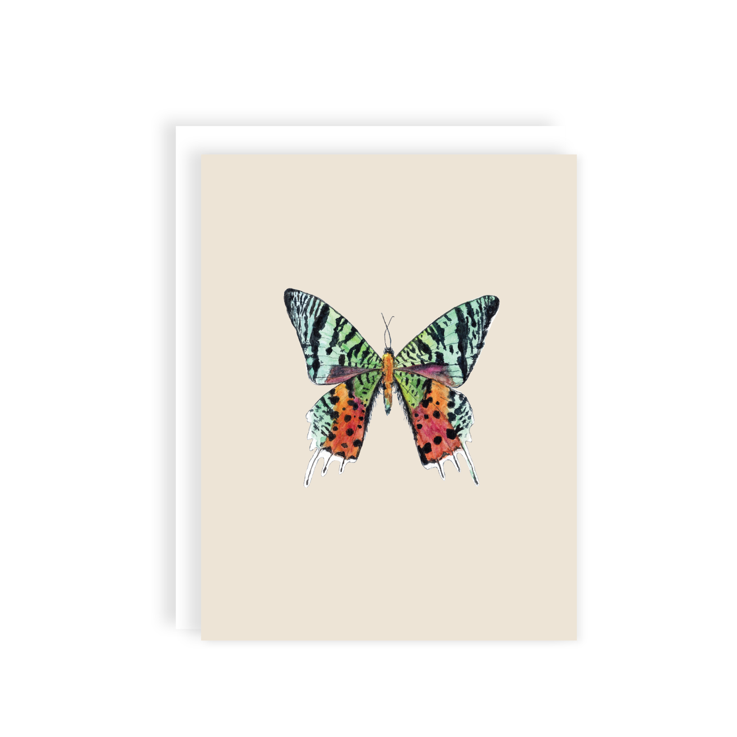 MOCK-butterfly_main.png