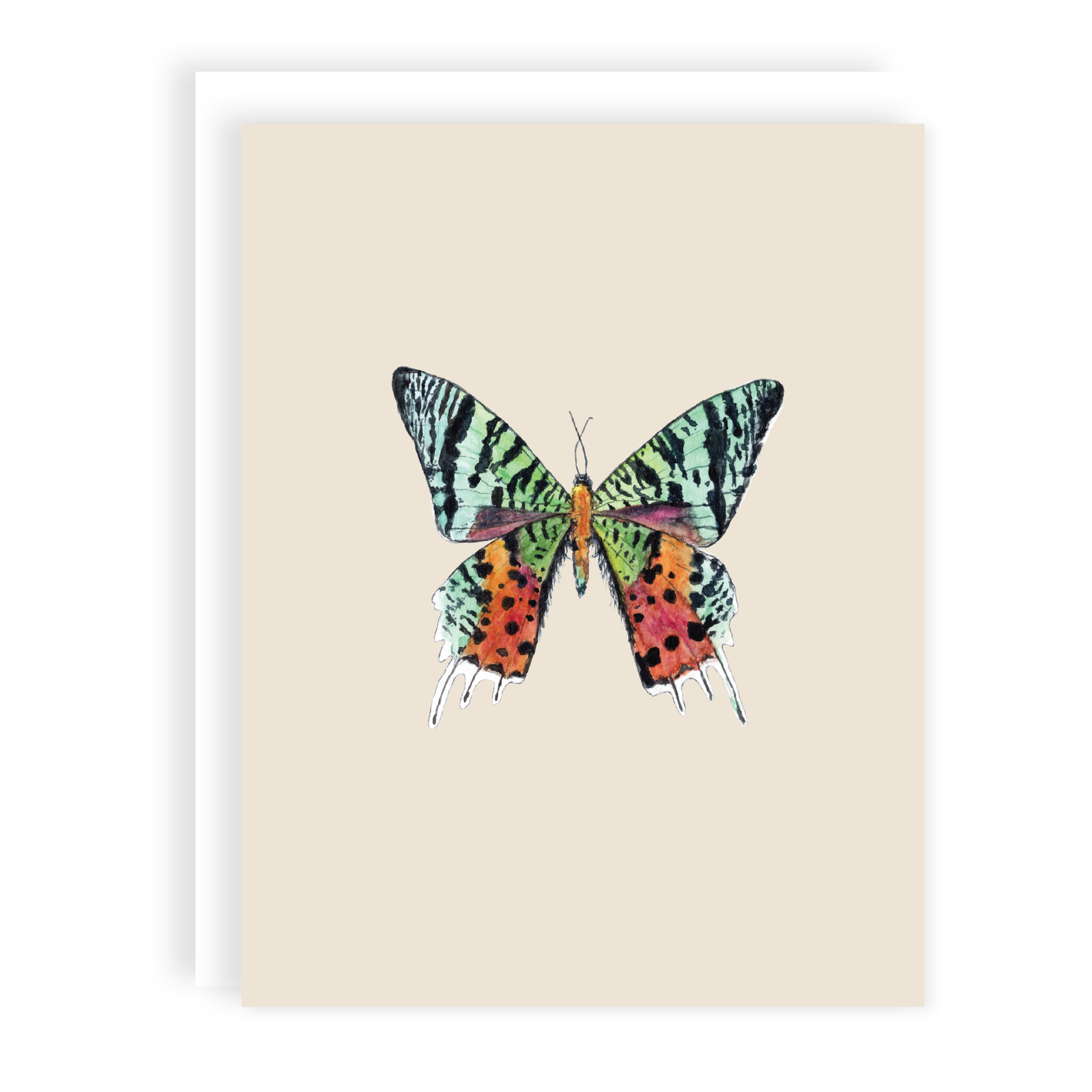 MOCK-butterfly_closeup.png