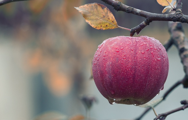 Ep #36: Tending the Garden of our Heart - An introduction