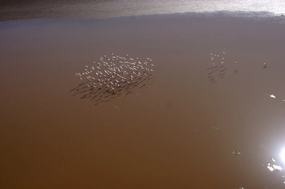 Flamingos, Suguta Valley