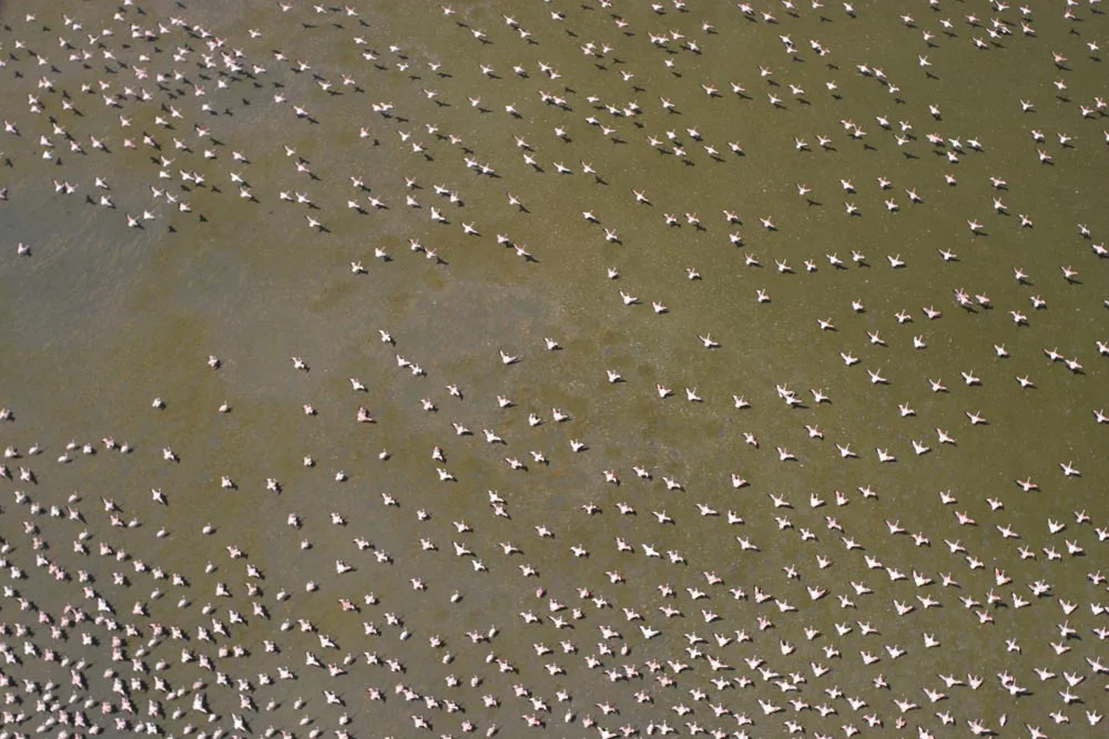 Flamingos in formation