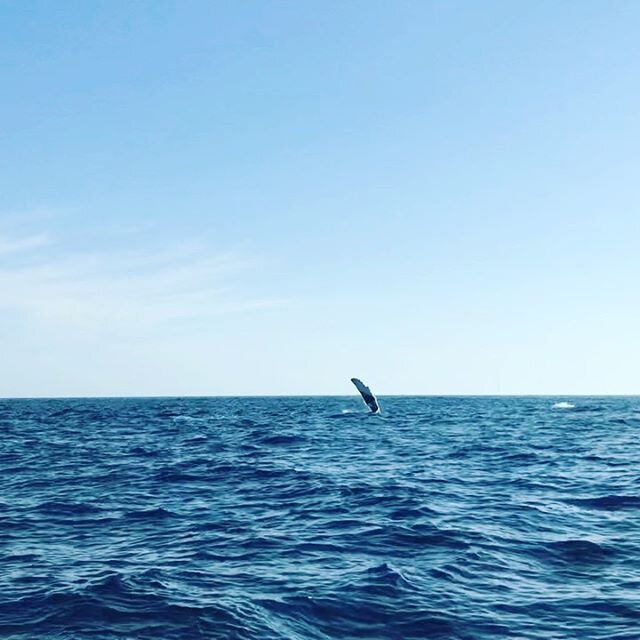 Dreaming of that one time we hopped on a boat and saw a momma whale and her baby. One of the most emotional and awe inspiring moment EVER. 🐳 ignore my very obnoxious commentary 😬 I was excited okay?!