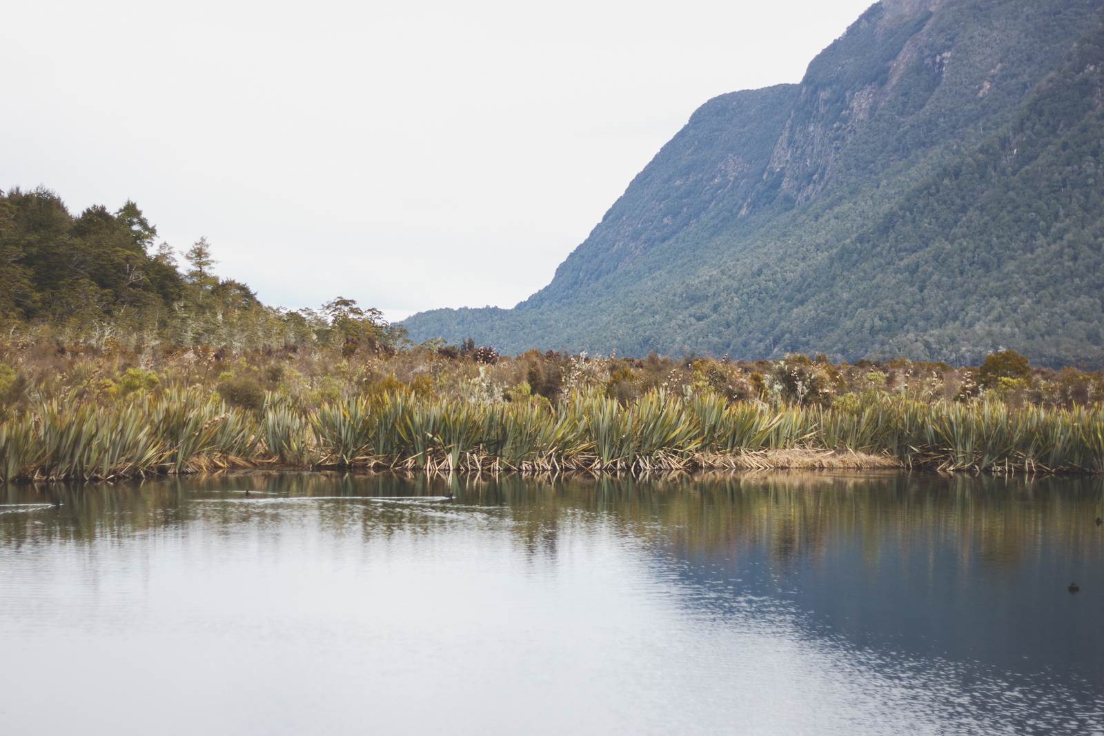 NZ_Mon8th_katebensen_13_small.jpg