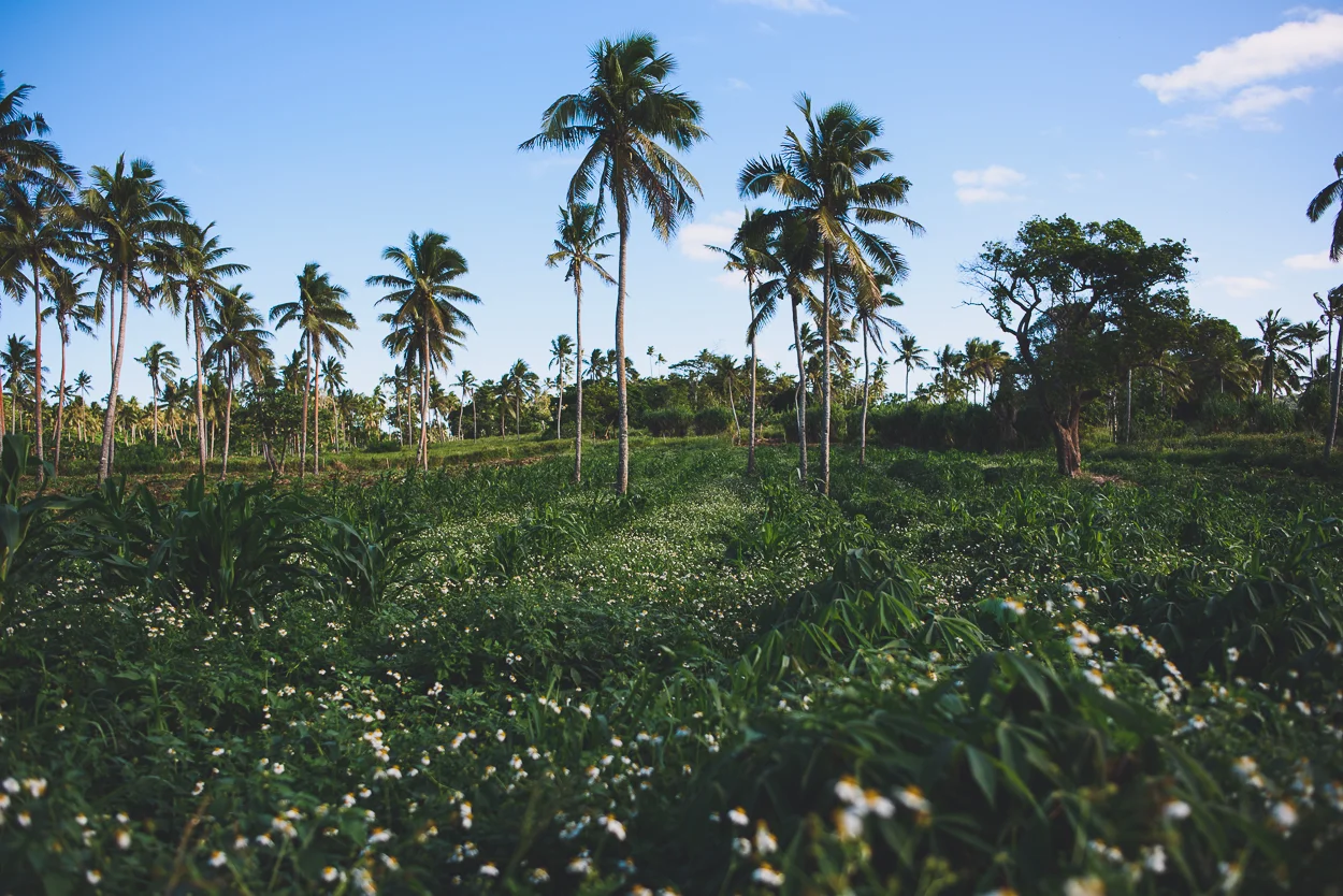 KateBensen-Tonga2016-SMALL-1536.jpg
