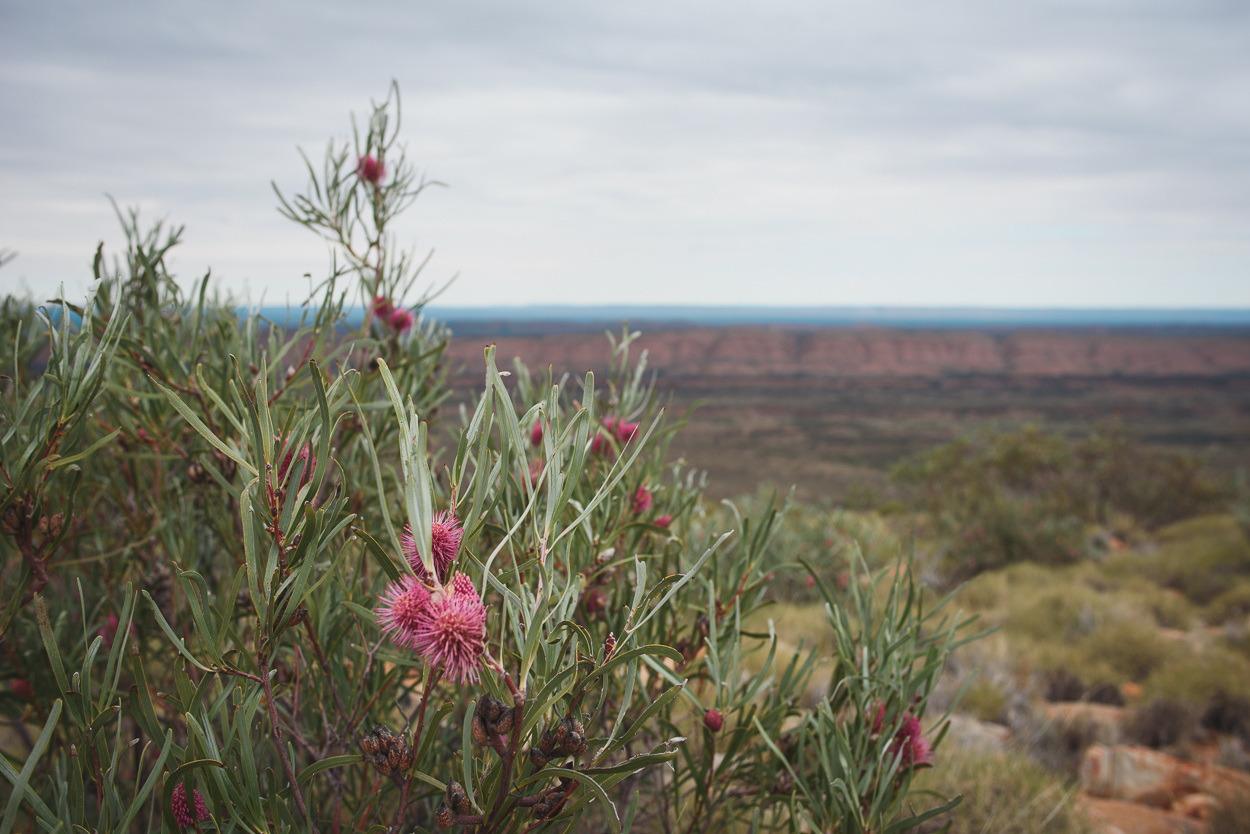 KateBensen-Larapinta-Day3-OxfamAUS-SMALL-2142.jpg