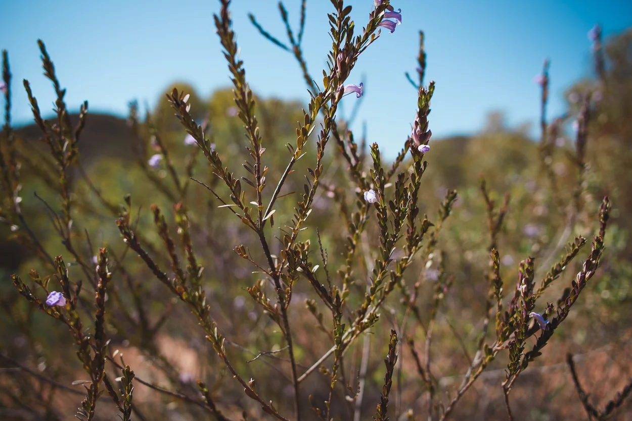 KateBensen-Larapinta-Day4-OxfamAUS-SMALL-2342.jpg