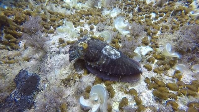 Little baby cuttlefish changing colours and my first deep and excellently creepy wreck dive 😍