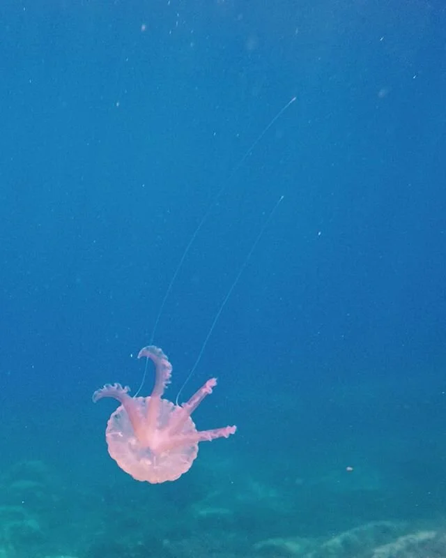 Pretty little stinging streamers