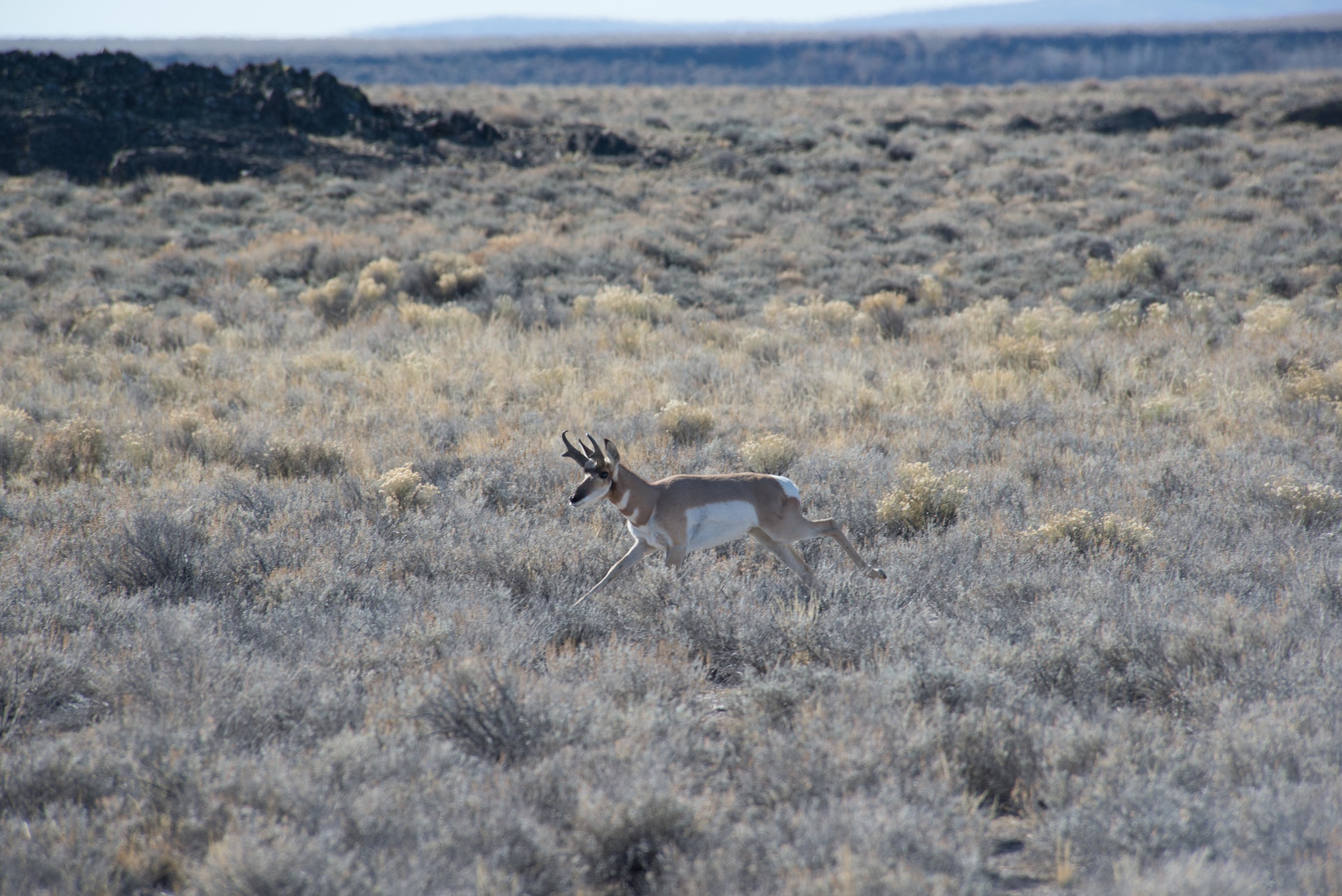 Winnemucca To Sea-6.jpg