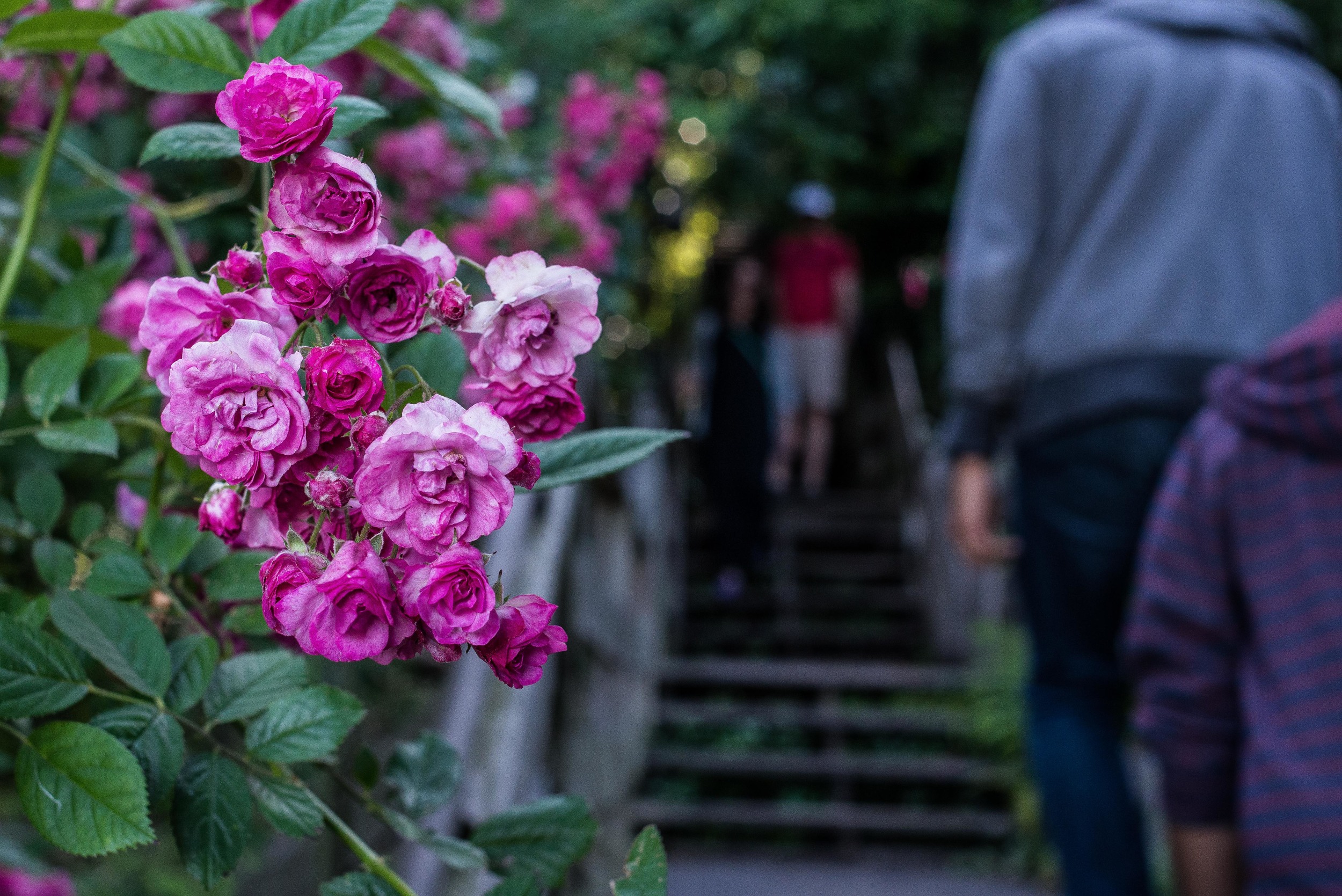 Telegraph Hill-3.jpg