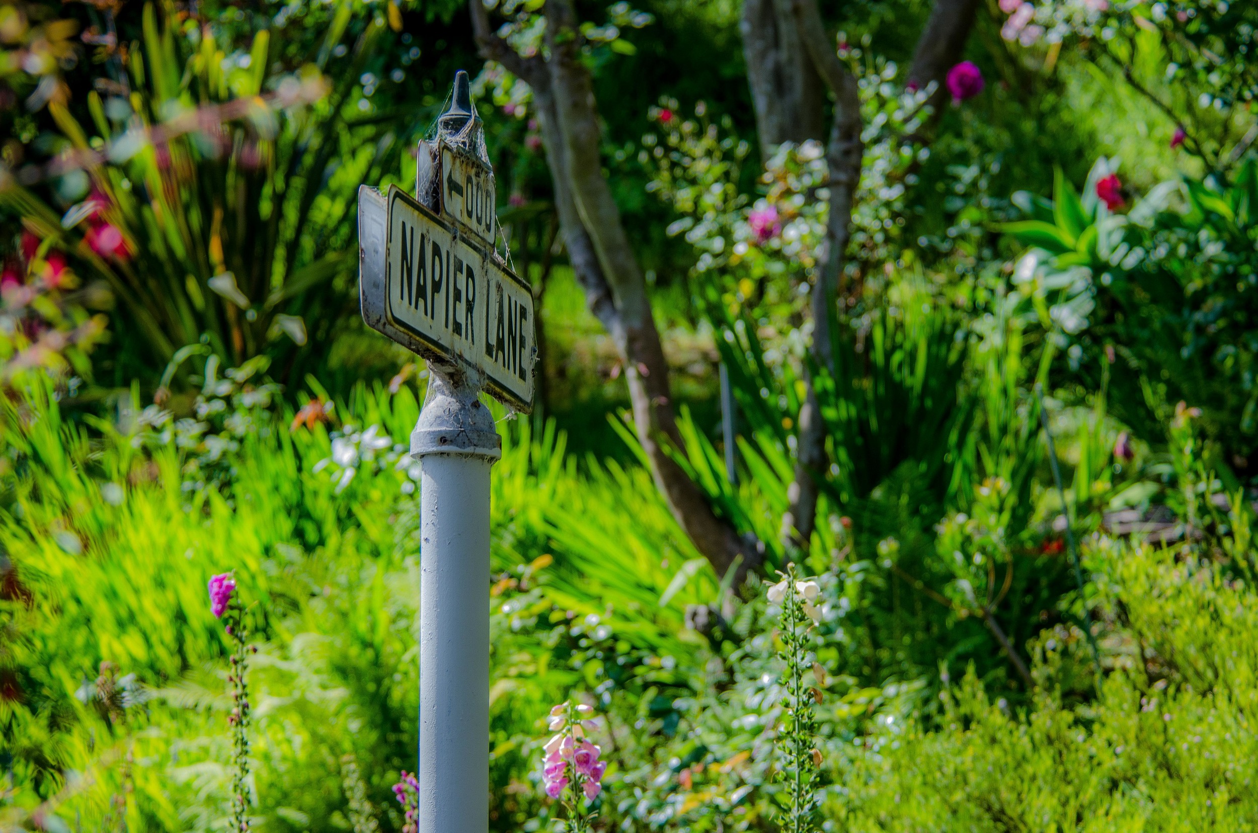Telegraph Hill-6.jpg