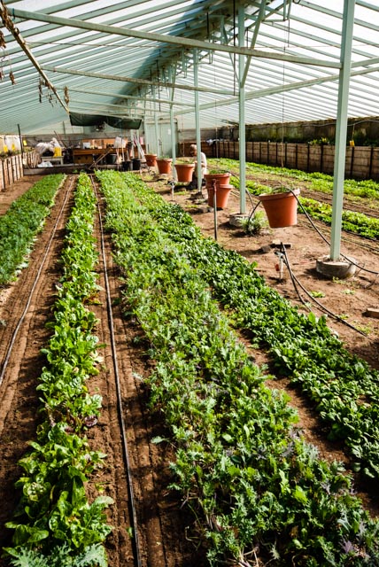 Sierra_Valley_Farms_Greenhouse_(166_of_44).jpg