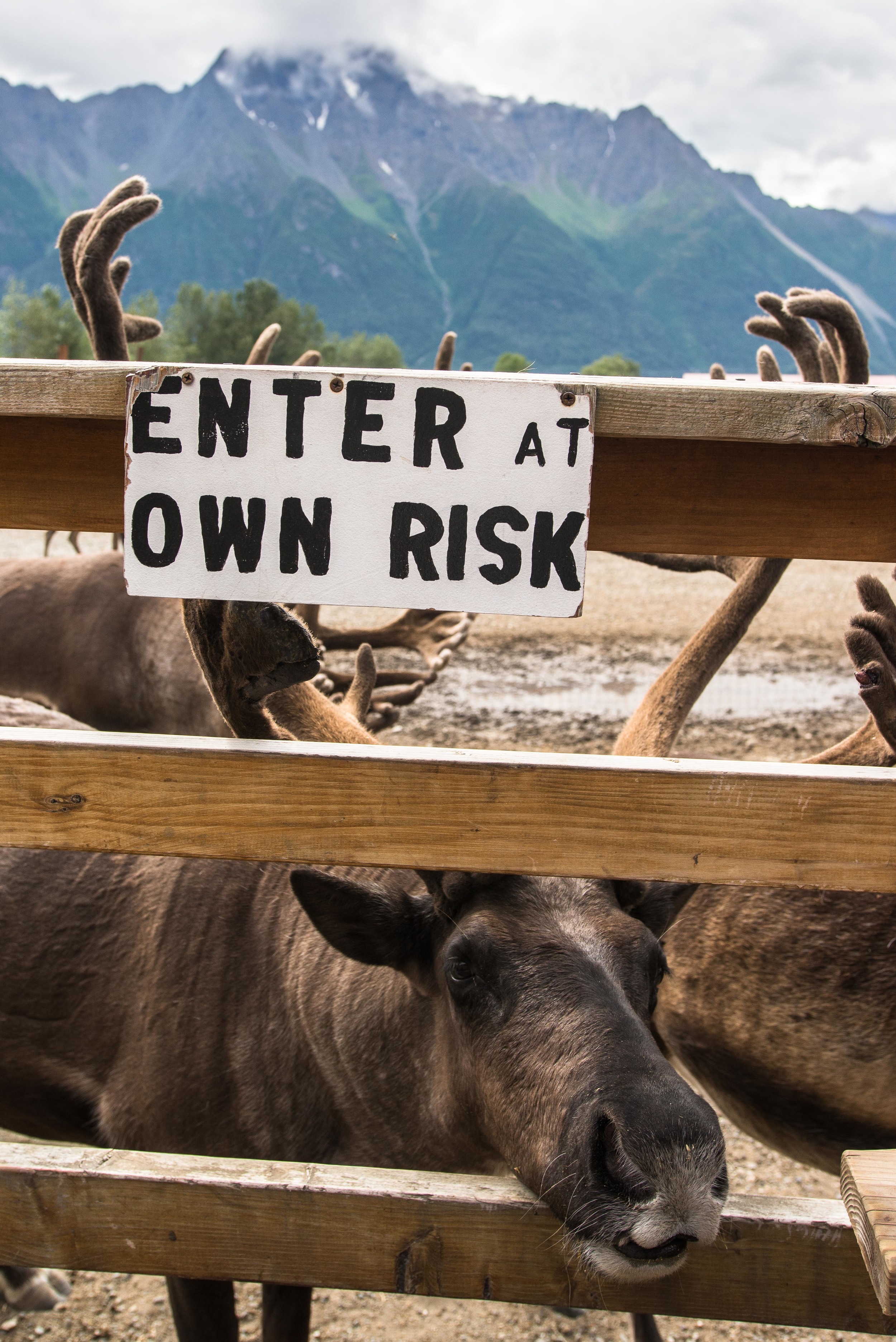 Williams Reindeer Farm-6.jpg