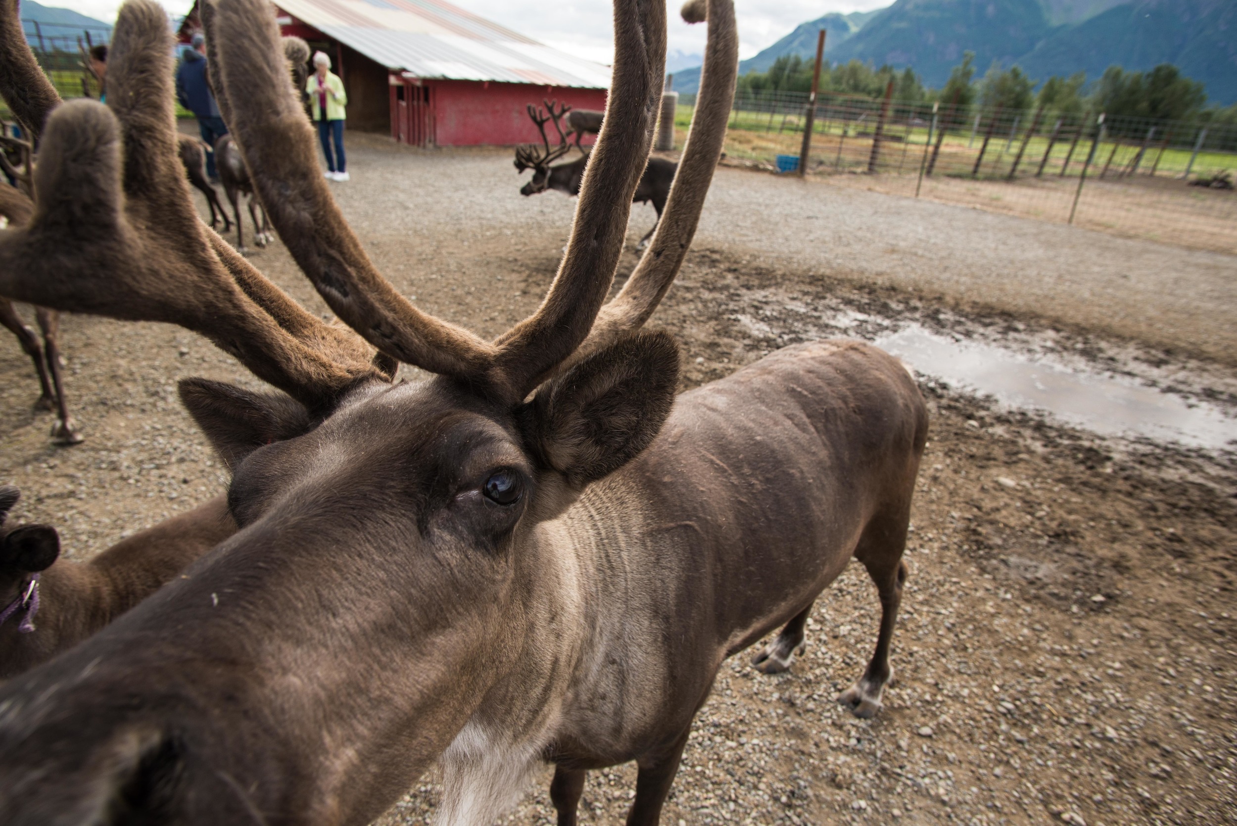 Williams Reindeer Farm-5.jpg