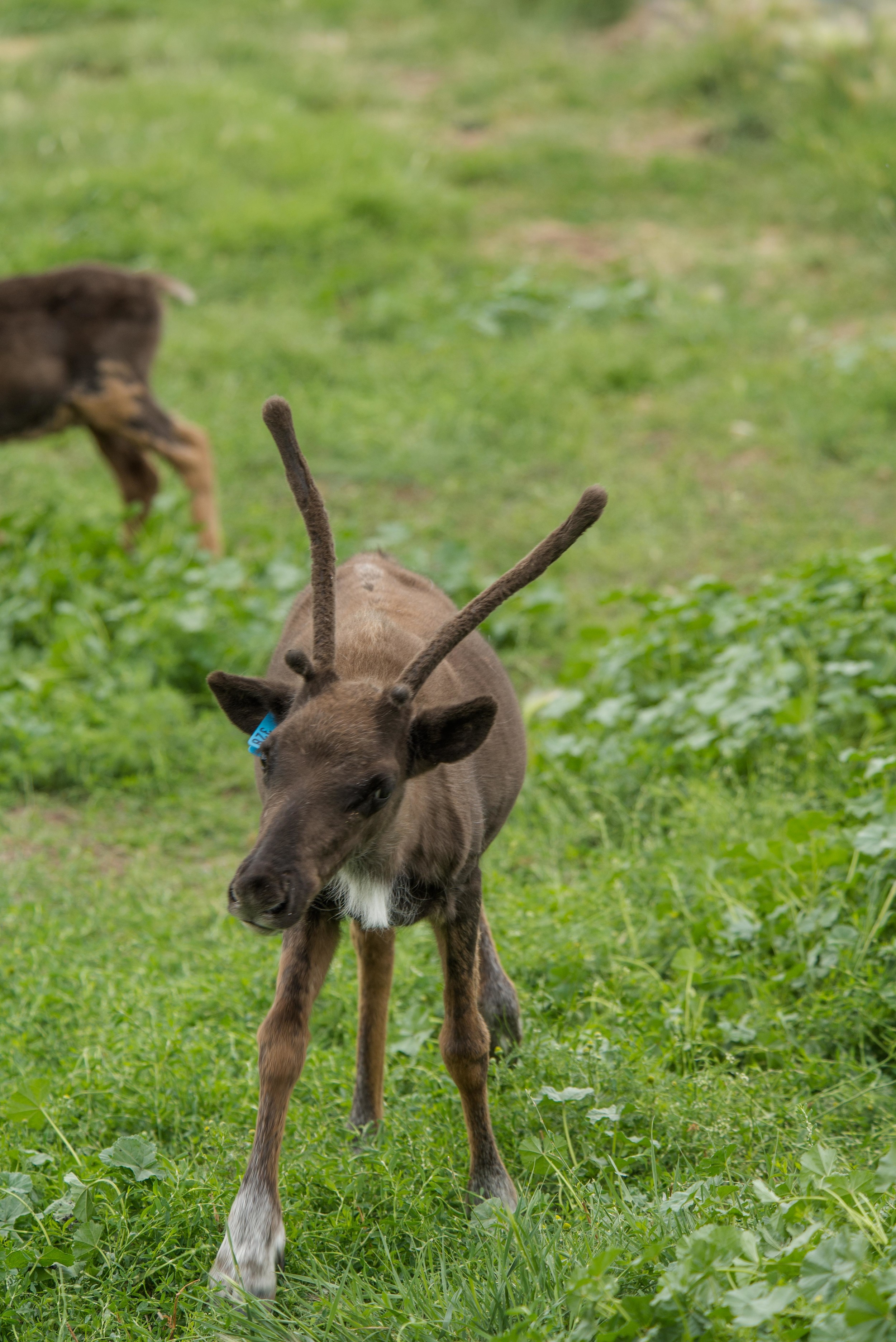 Williams Reindeer Farm-7.jpg