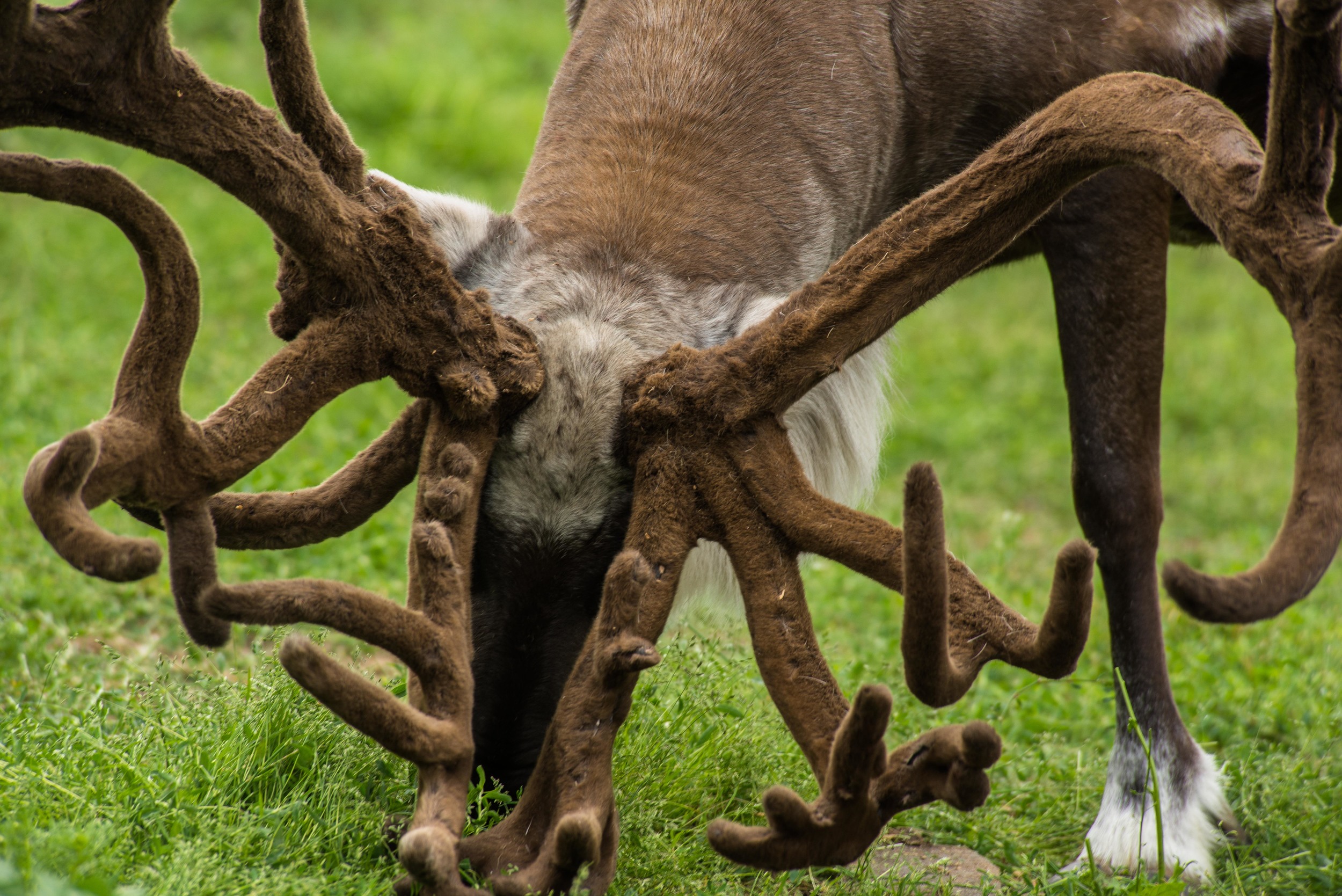 Williams Reindeer Farm-8.jpg
