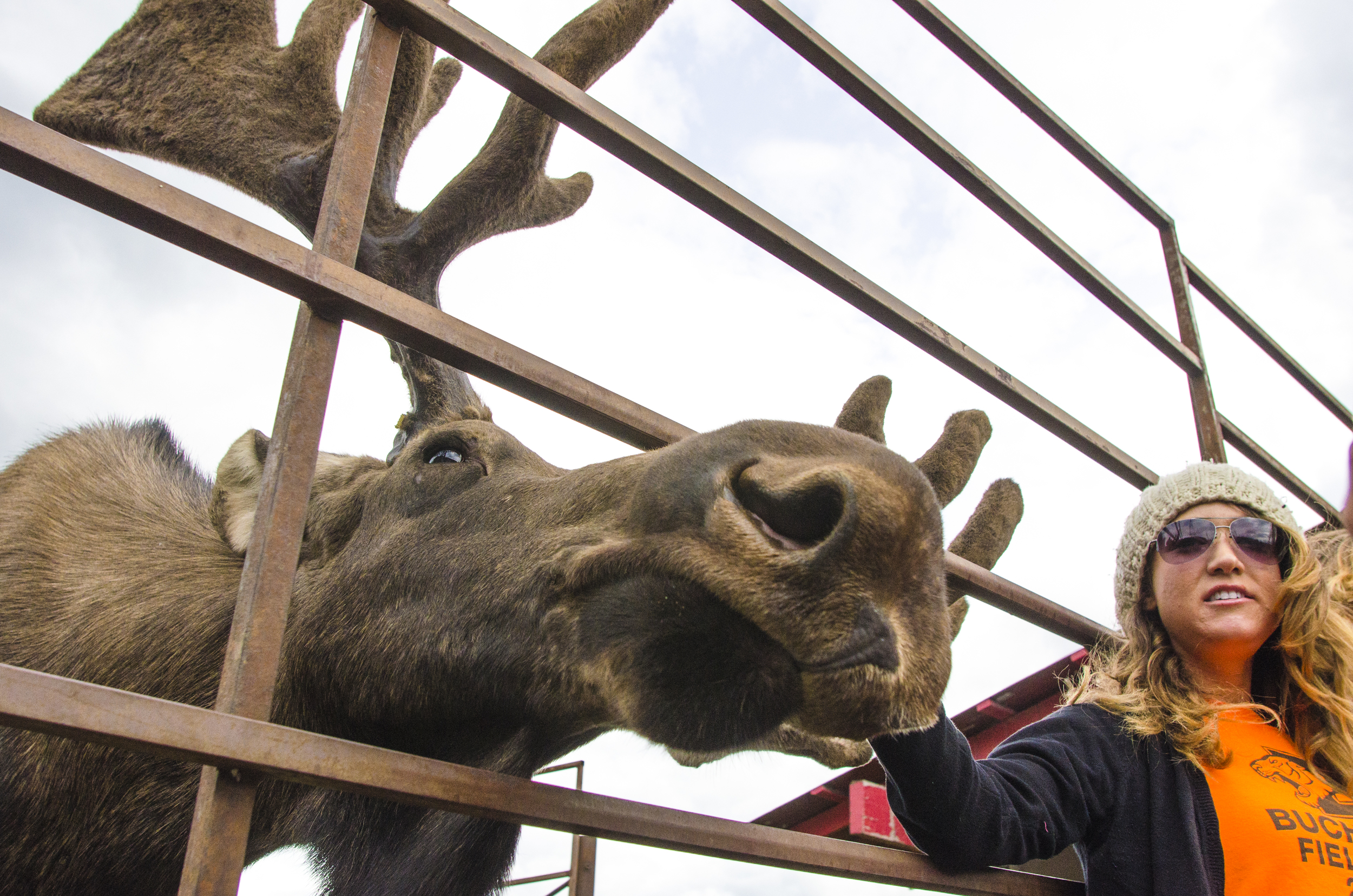 Reindeer_Farm-3435.jpg