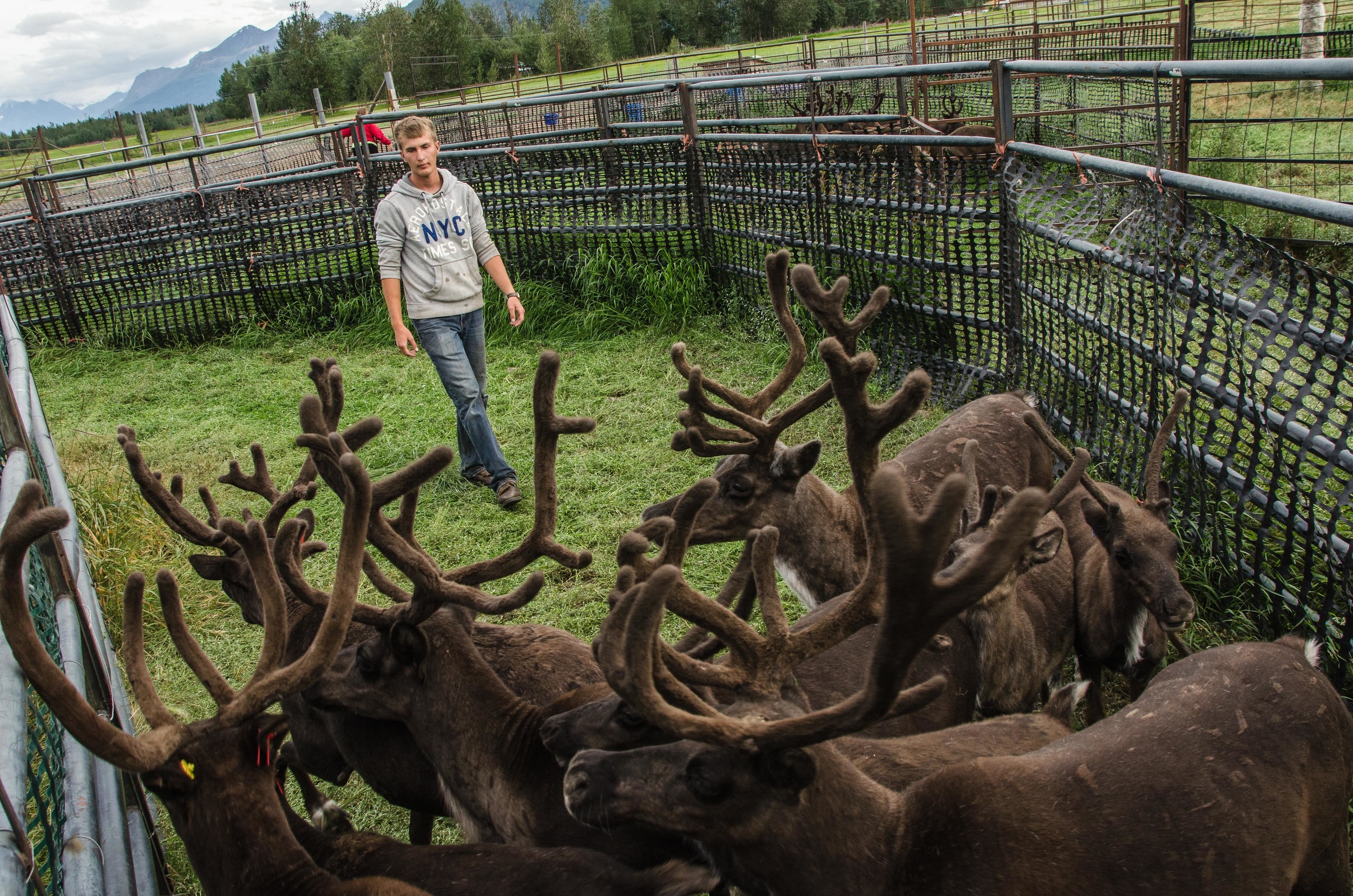 Williams Reindeer Farm-15.jpg