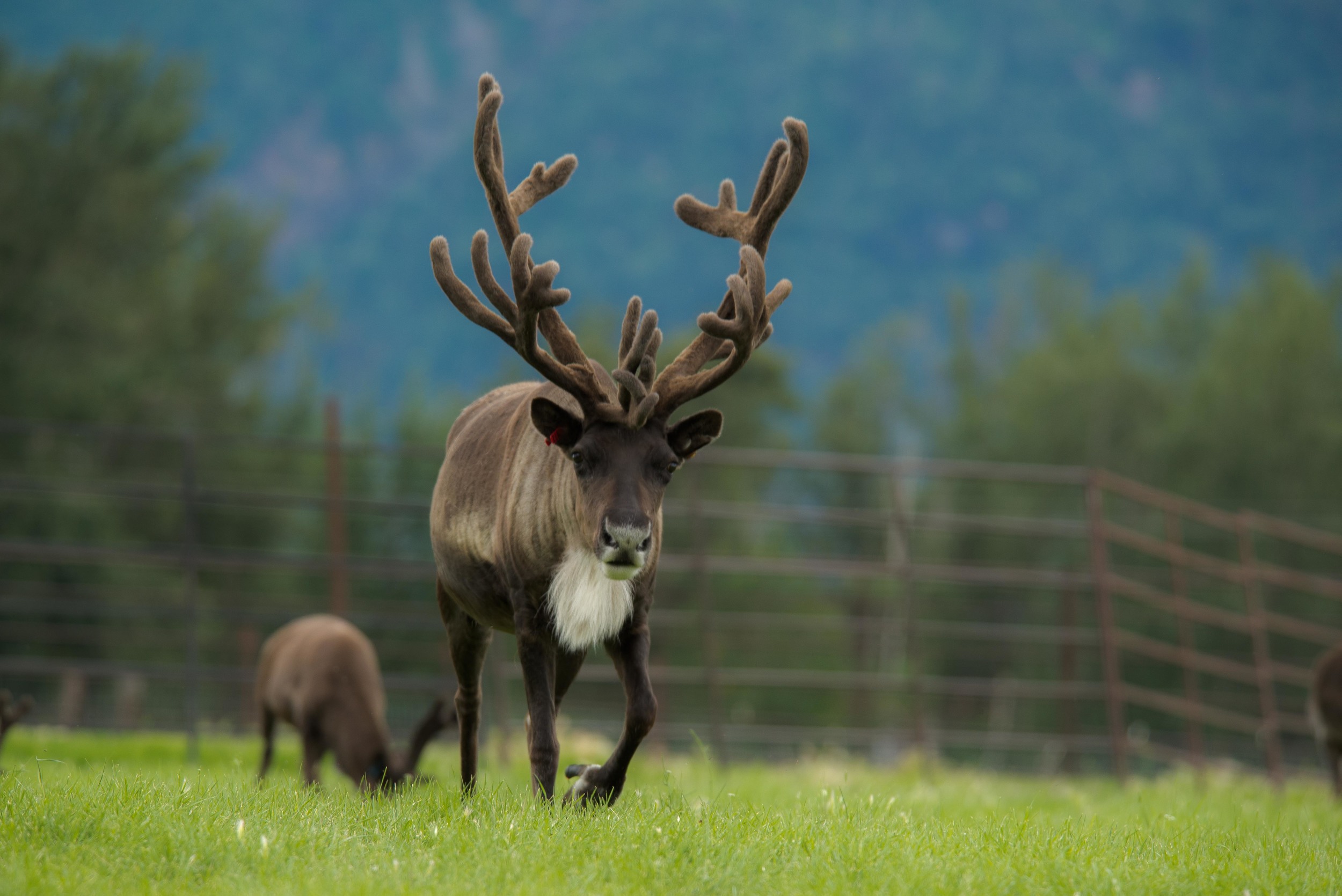 Williams Reindeer Farm-9.jpg