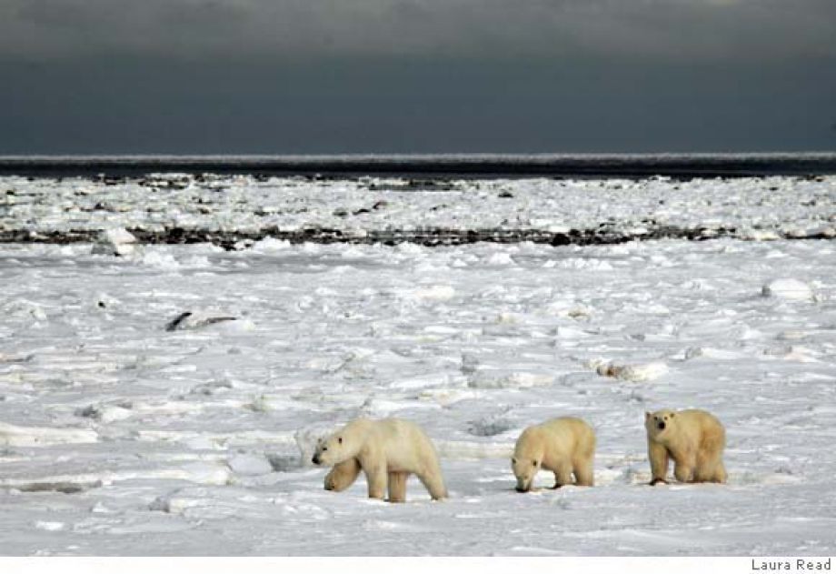Polar Bears 1.jpg