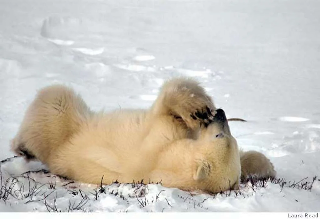 Polar Bears 3.jpg