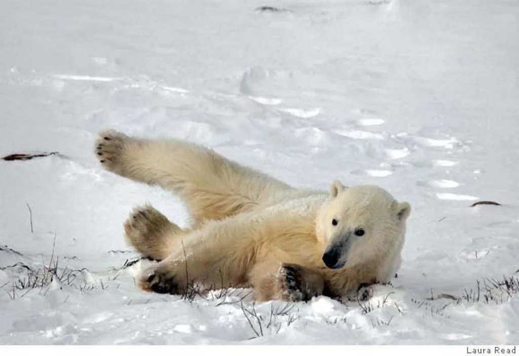Polar Bears 2.jpg