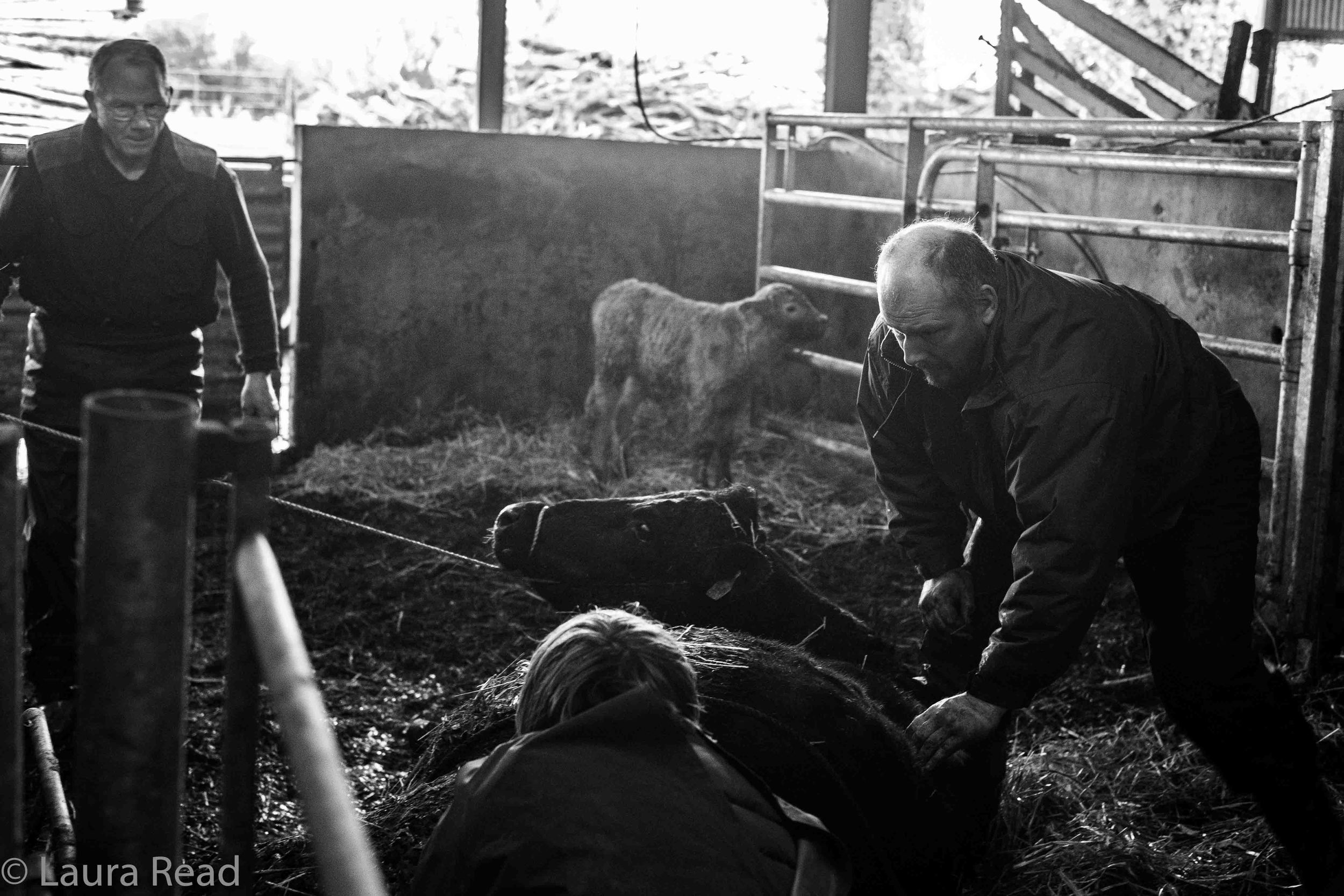 While I was interviewing Oliver Nagle, right, and his father, Pat Nagle, left, about their livestock management practices in the Burren region of County Clare, Ireland, an emergency in the barn put a stop to the conversation. A cow was having problems giving birth. A vet arrived - her name was Geraldine van Leeuwen - and the two men joined her in the birth stall. They allowed me to photographs the scene. These photos record what transpired. WARNING: These are not for the squeamish!