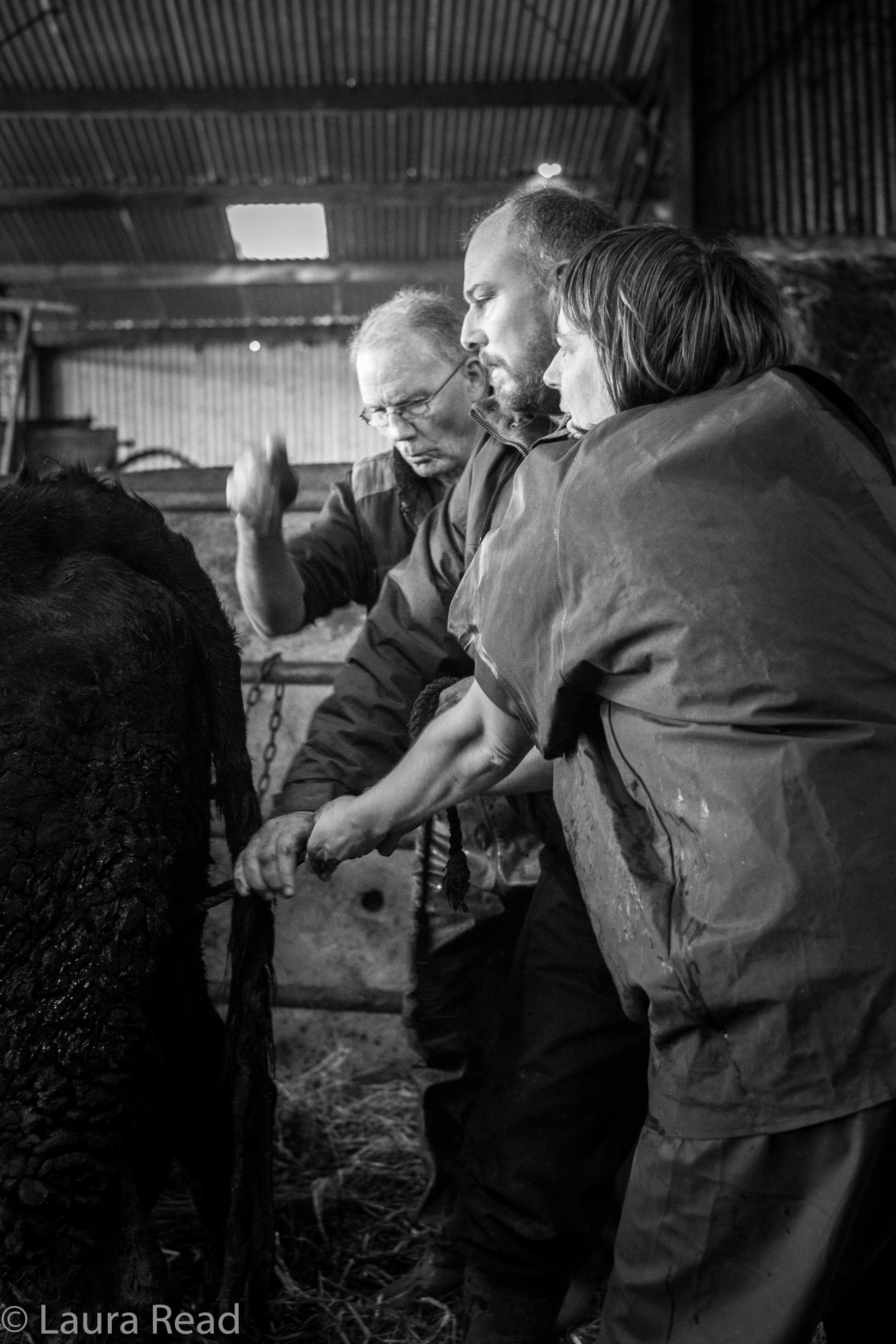 The Nagles and van Leeuwen tugged hard to assist with the delivery by pulling the calf out of the uterus using a rope.