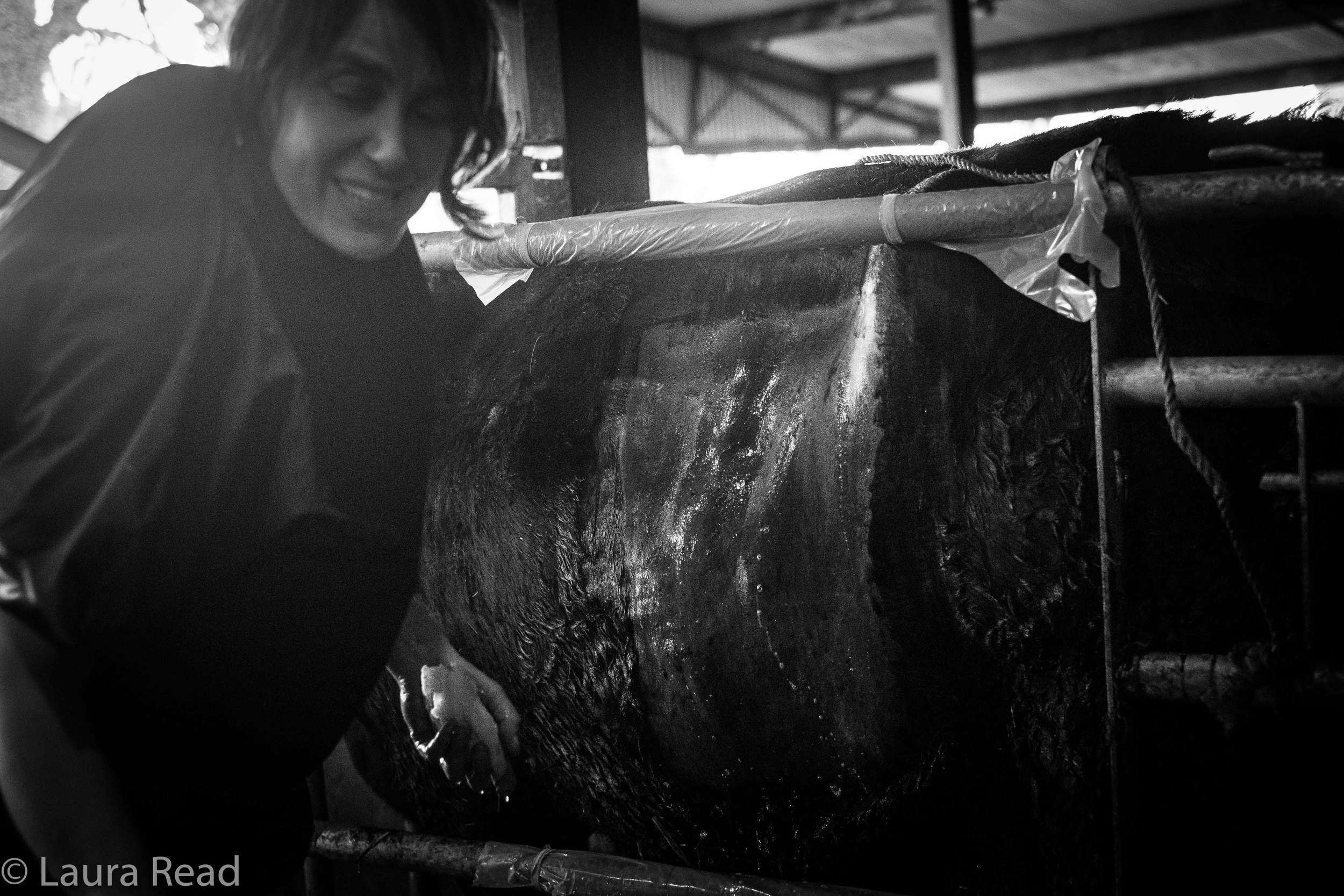 The cow was secured in standing position between a special gate and the side boards of the stall. The gate had a large opening in the center of it, through which van Leeuwen could prepare the cow's flank for an incision, which would open up the cow enough to allow the calf to be removed. She meticulously cleaned and shaved the incision site.