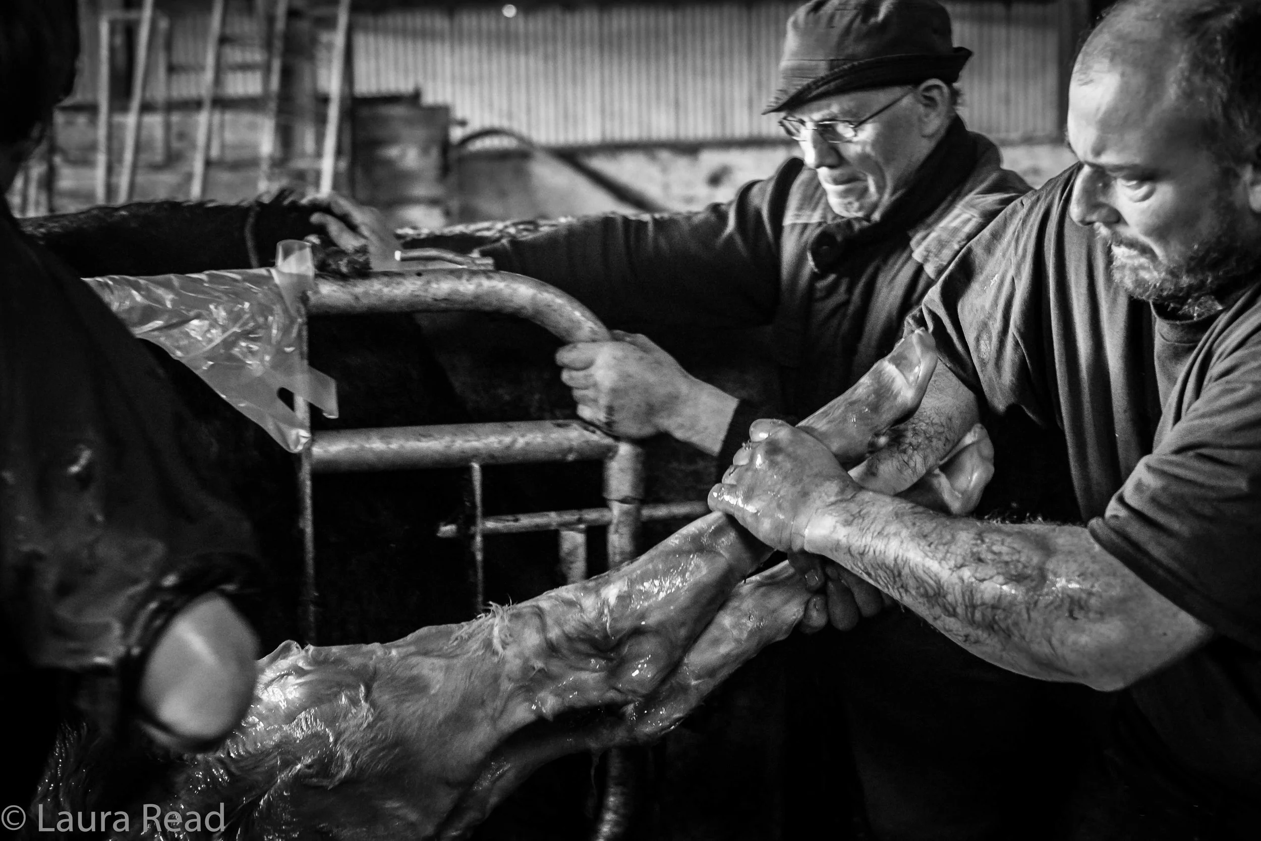 Calves can weight about 60 pounds at birth. It's hard to imagine how a pregnant cow can put up with carrying a body of this size in her belly, with hooves and knobby knees and all intact. Time was of the essence now as Oliver Nagle eased the calf through its mother's side.