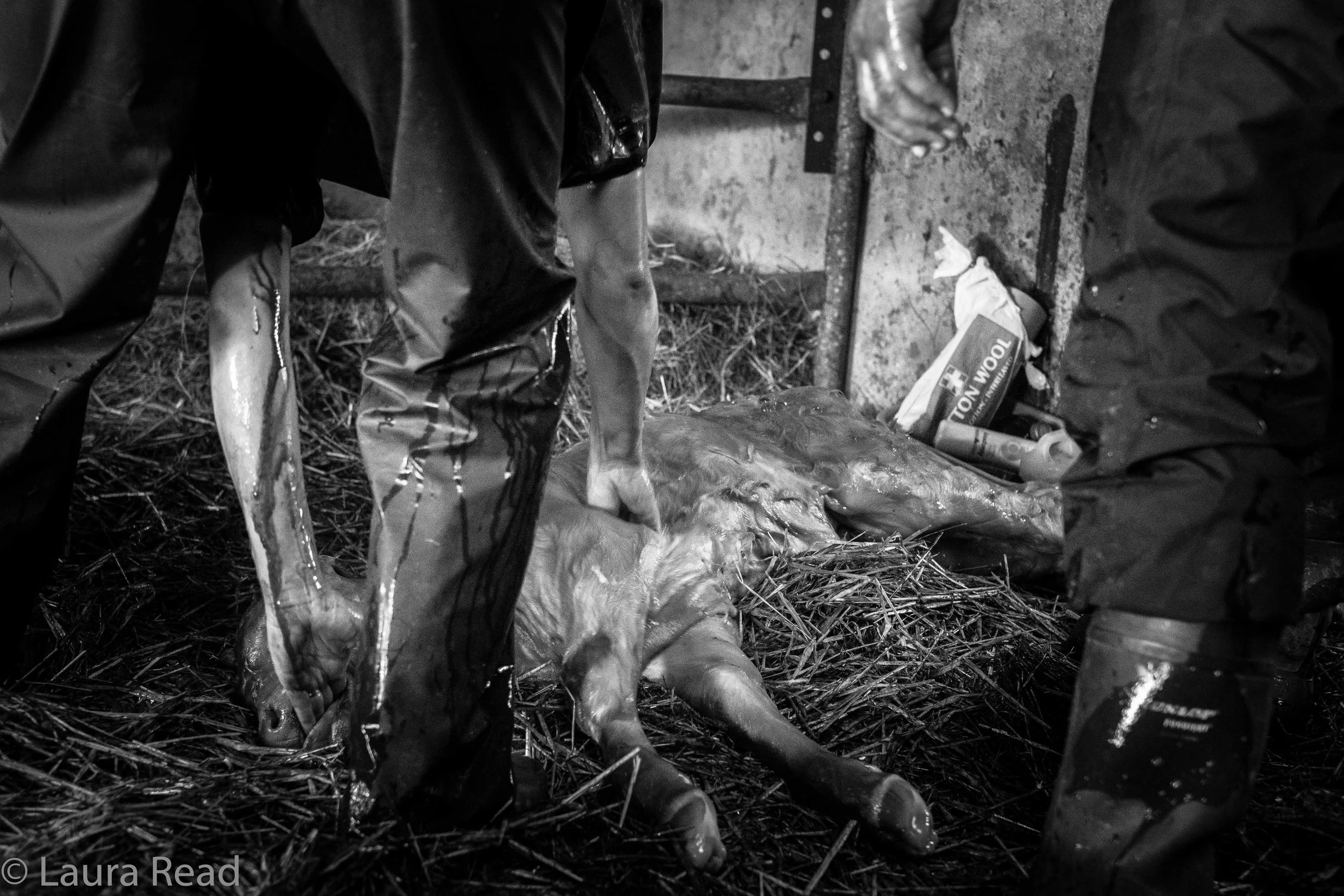 The procedure was incredibly intense. It took a long time, and extraordinary effort, as the vet and farmers worked hard to preserve the mother's health and to get the baby out alive. In the end, the calf did not survive. When van Leeuwen could not feel a heartbeat, it was a very sad moment. "Tend to the mother!" Pat Nagle called, and everyone jumped back into action to close the mother's incision.