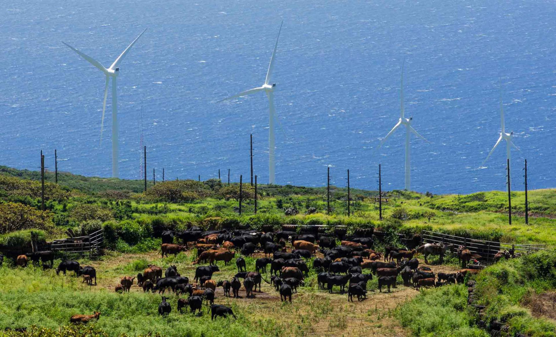 Maui-Cattle-Co.-The-Best-JPEG-215_WEB-1920x1164.jpg