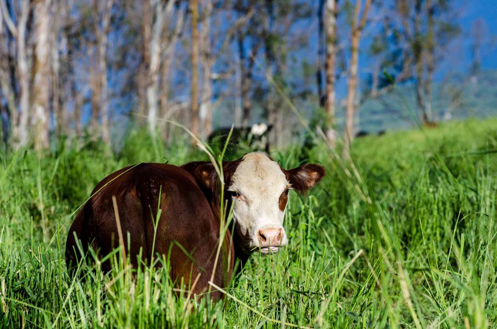 Maui-Cattle-Co.-The-Best-JPEG-40_WEB-1024x678.jpg