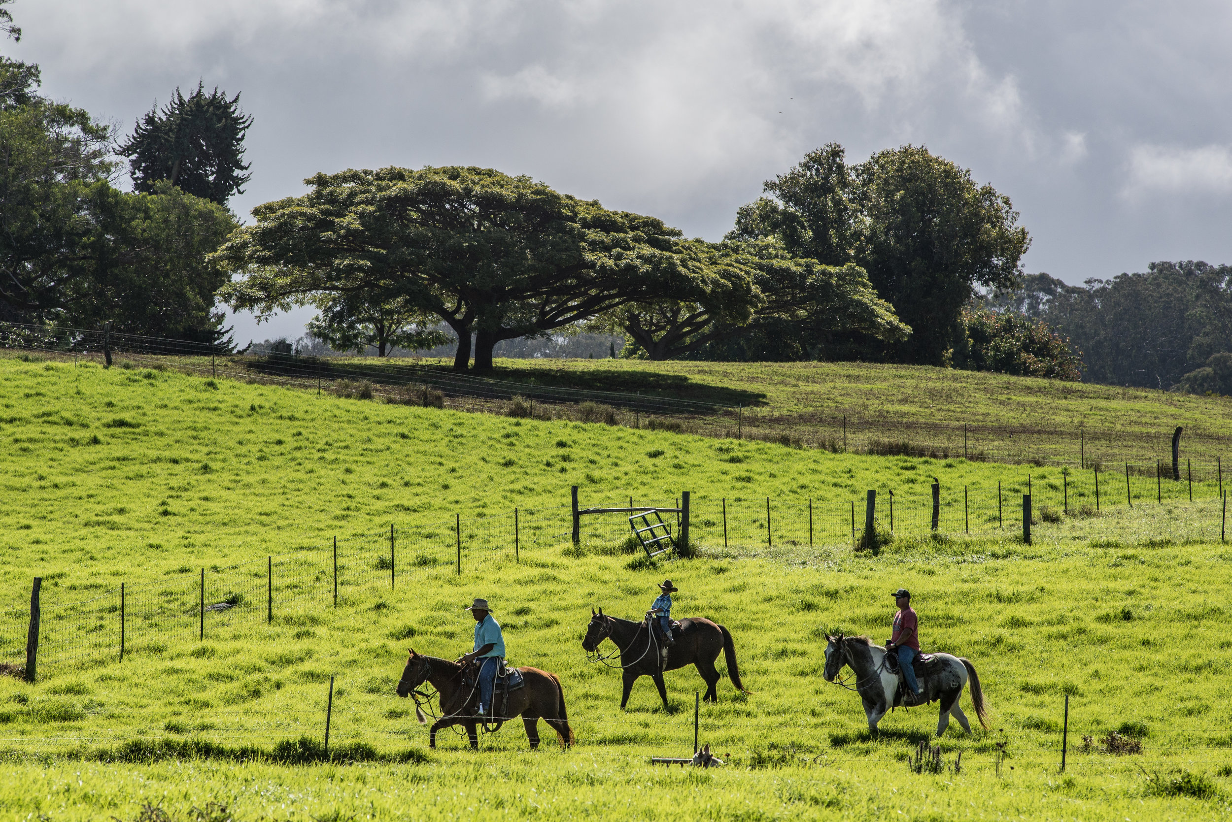 Maui Cattle Company-8758.jpg