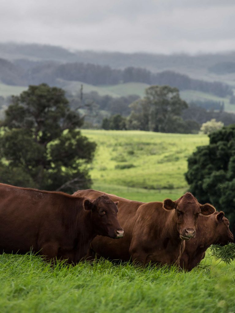 Maui-Cattle-Co.-The-Best-JPEG-1887_WEB-767x1024.jpg