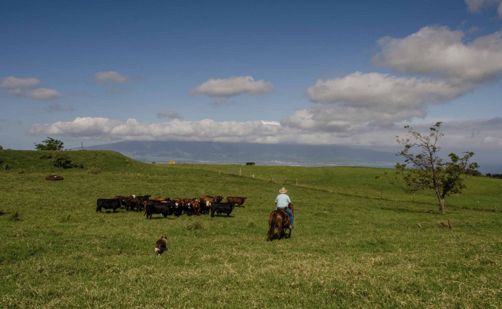 Maui-Cattle-Co.-The-Best-JPEG-689_WEB-1024x631.jpg