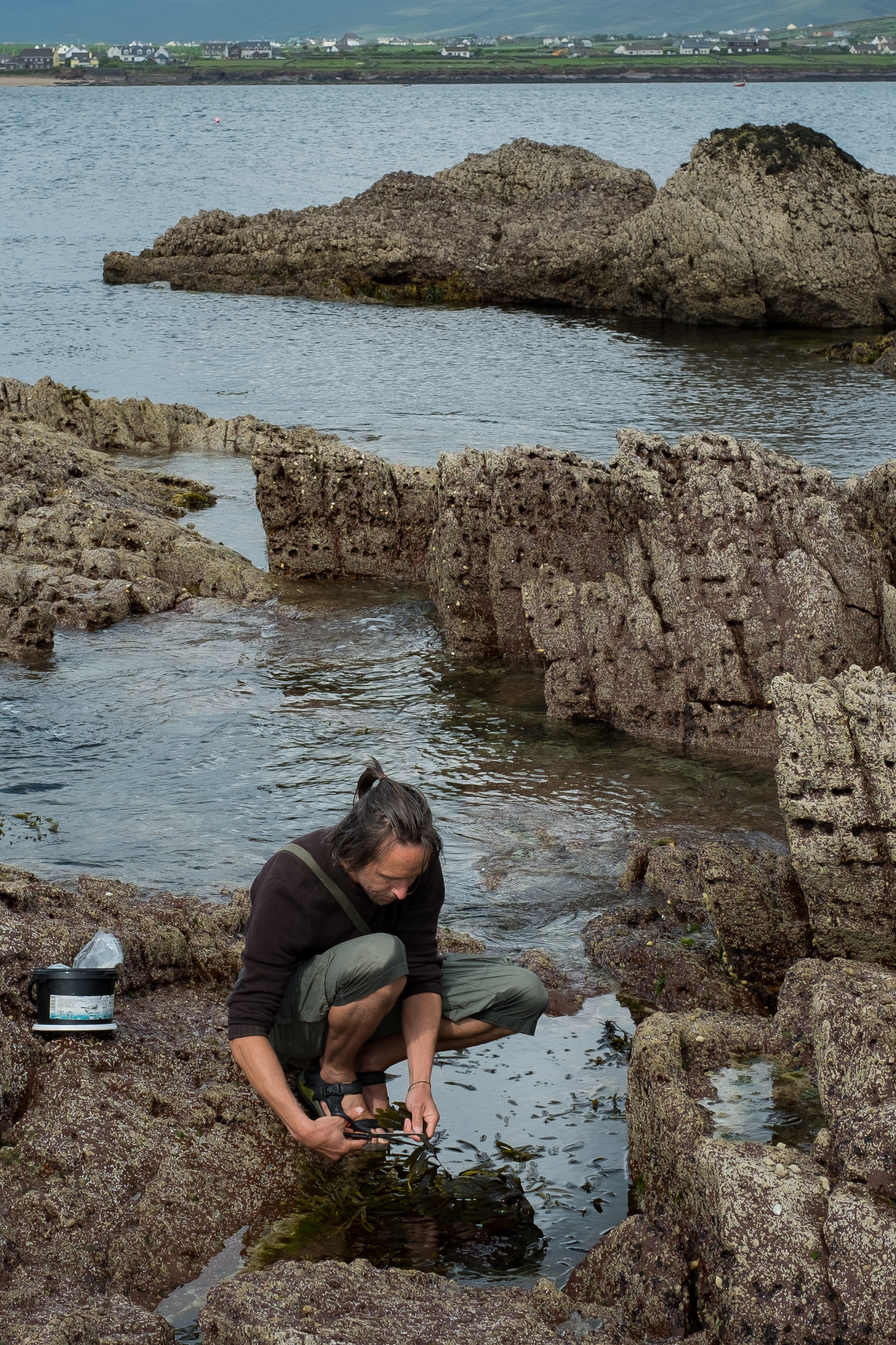 Seaweed Forager -9.jpg