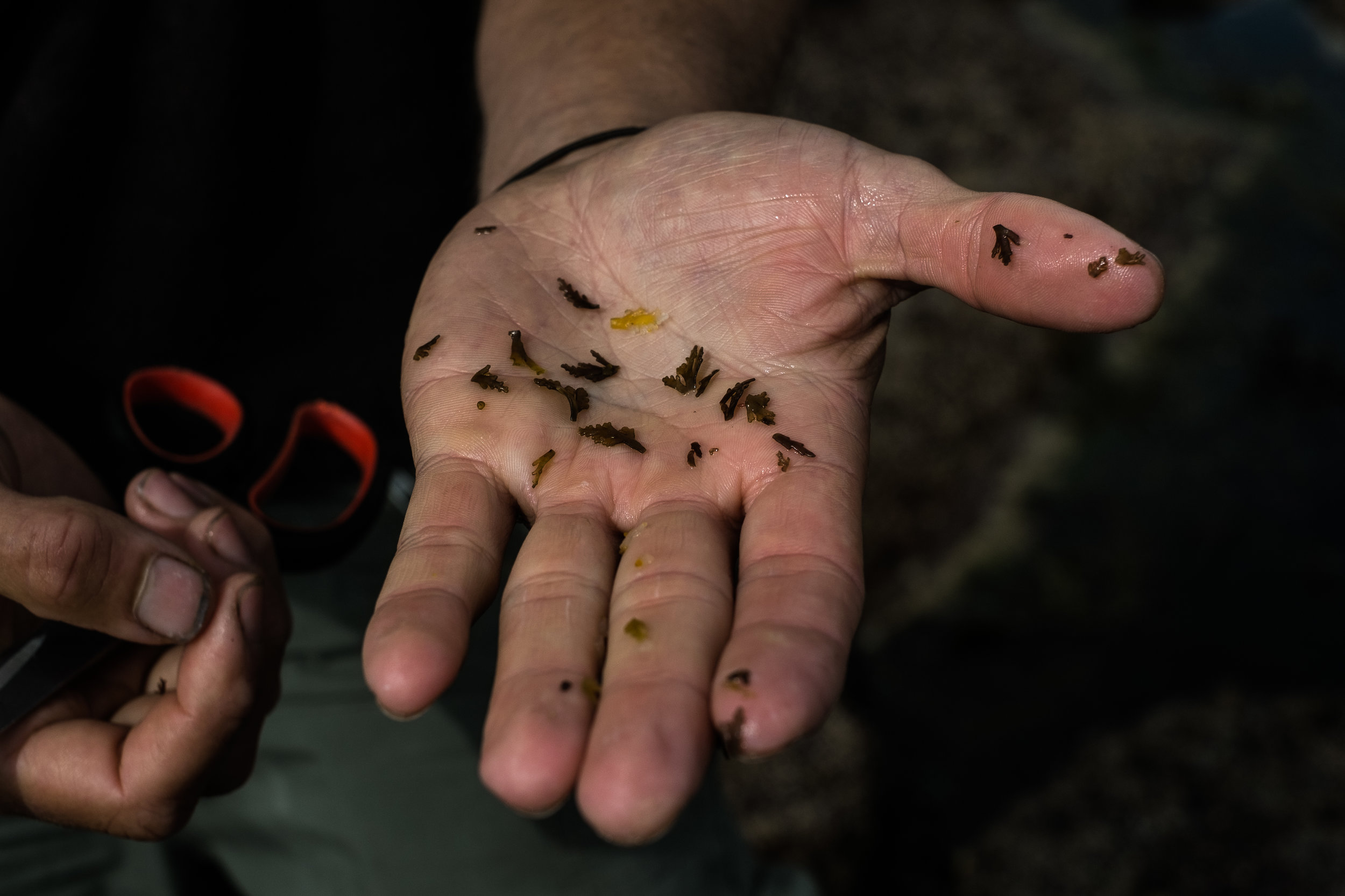 Seaweed Forager -18.jpg